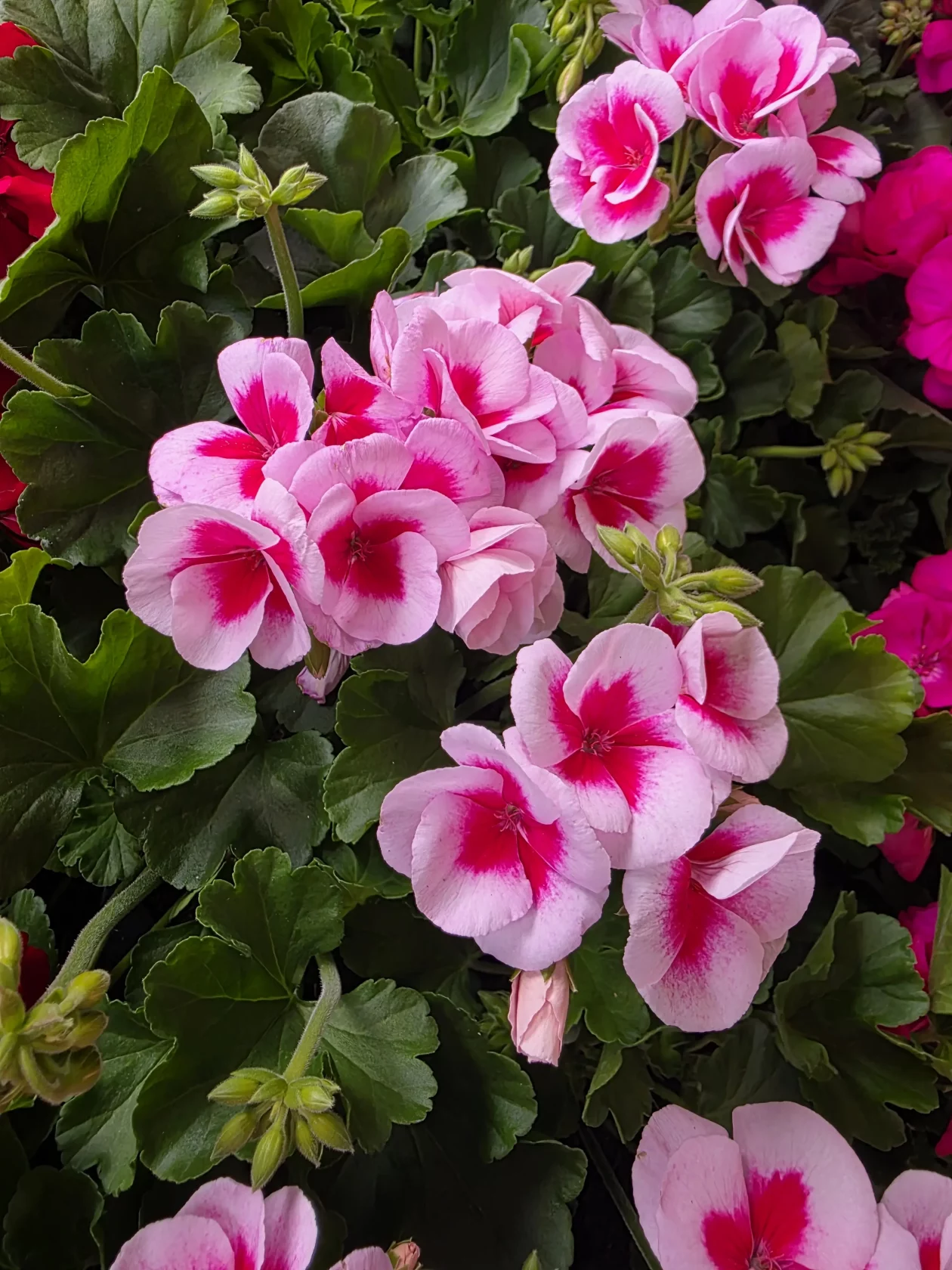 Čakovečki plac 11-4-2026 (45) Čakovečki plac 11-4-2026 (45)