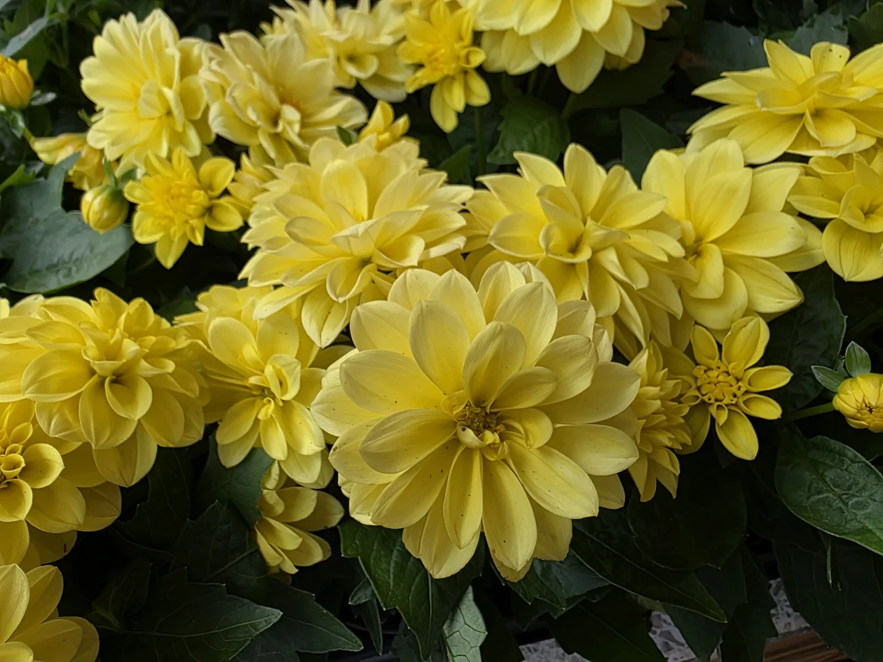 Čakovečki plac 11-4-2026 (46) Čakovečki plac 11-4-2026 (46)