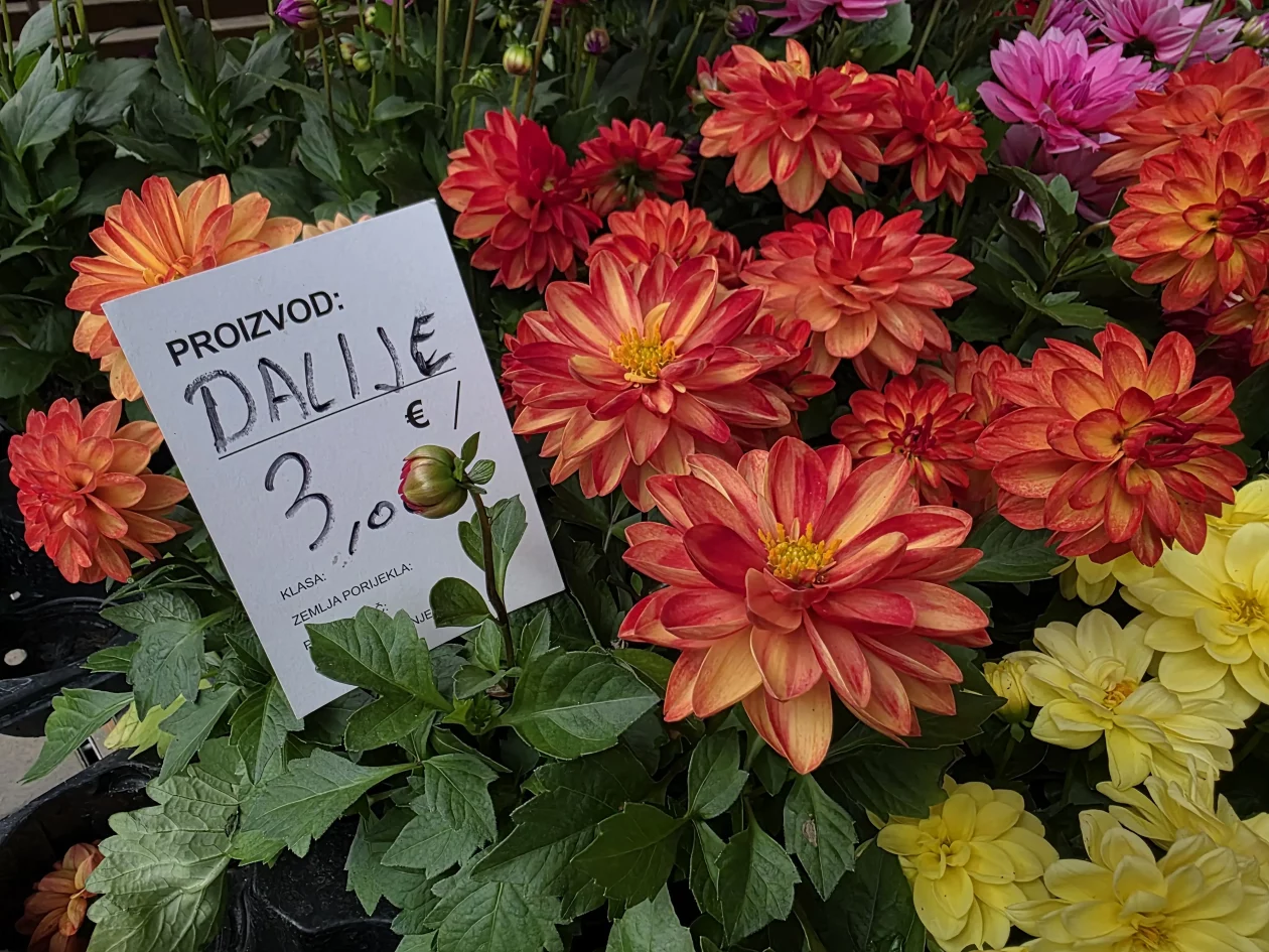 Čakovečki plac 11-4-2026 (47) Čakovečki plac 11-4-2026 (47)