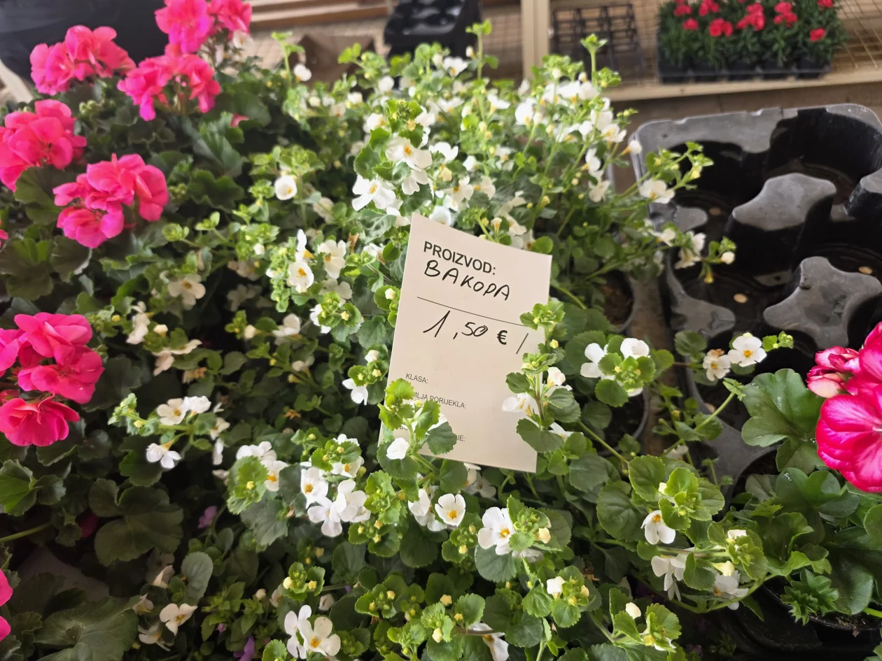 Čakovečki plac 11-4-2026 (48) Čakovečki plac 11-4-2026 (48)