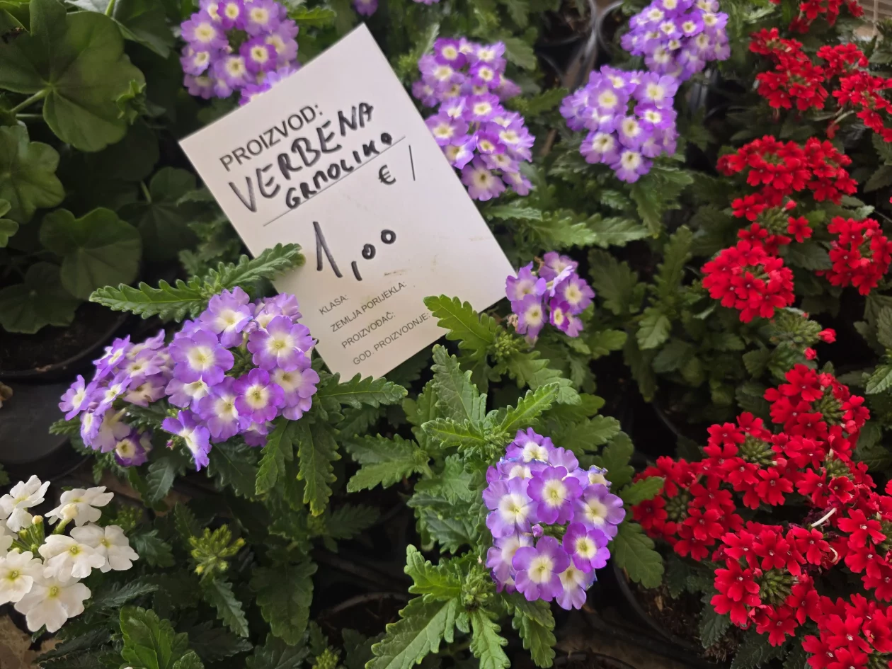 Čakovečki plac 11-4-2026 (49) Čakovečki plac 11-4-2026 (49)