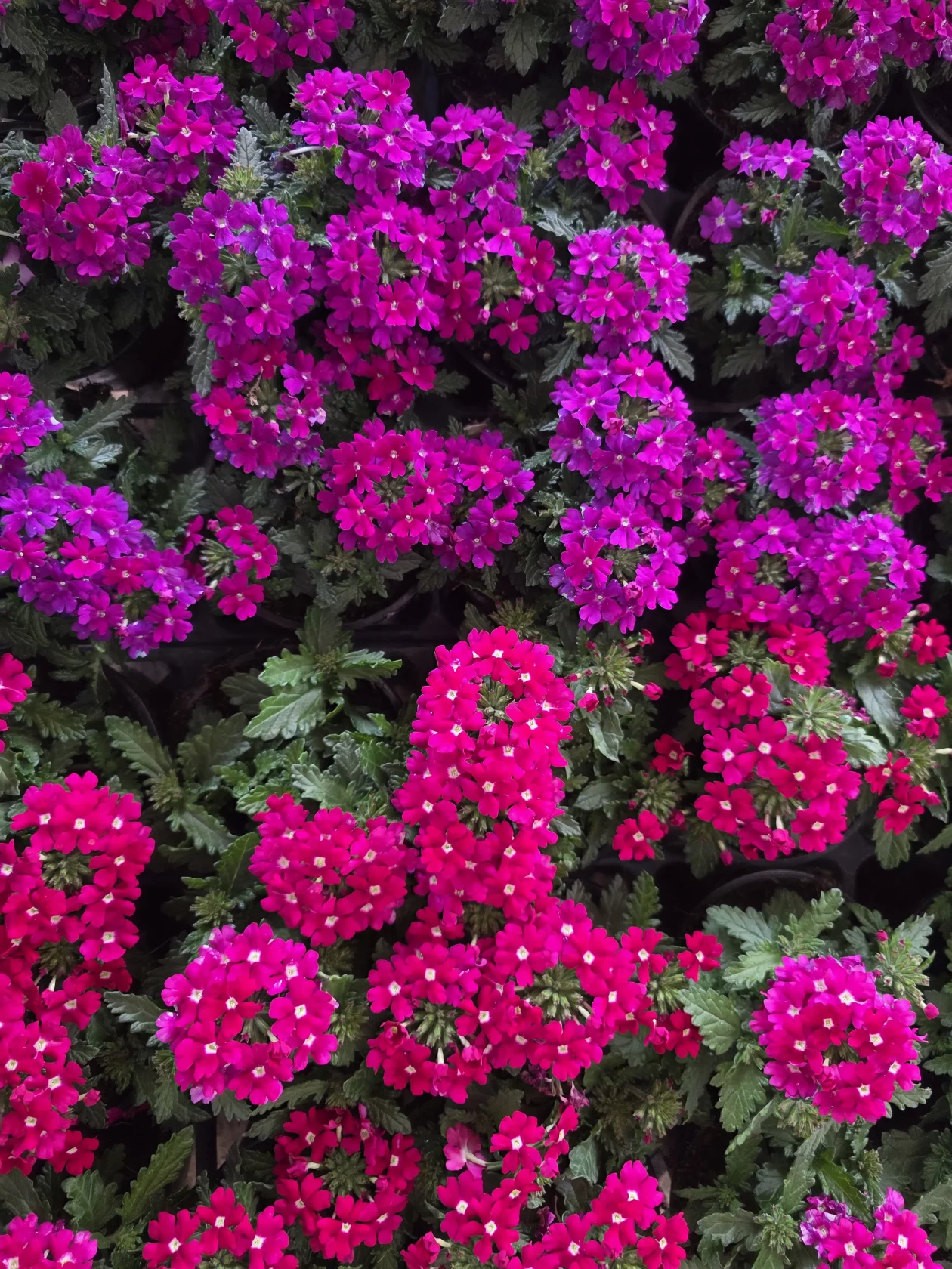 Čakovečki plac 11-4-2026 (50) Čakovečki plac 11-4-2026 (50)