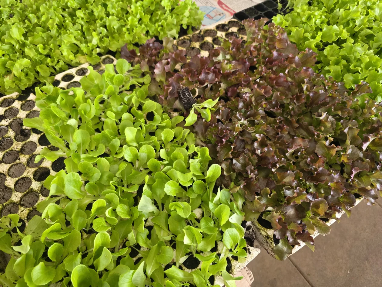 Čakovečki plac 11-4-2026 (56) Čakovečki plac 11-4-2026 (56)