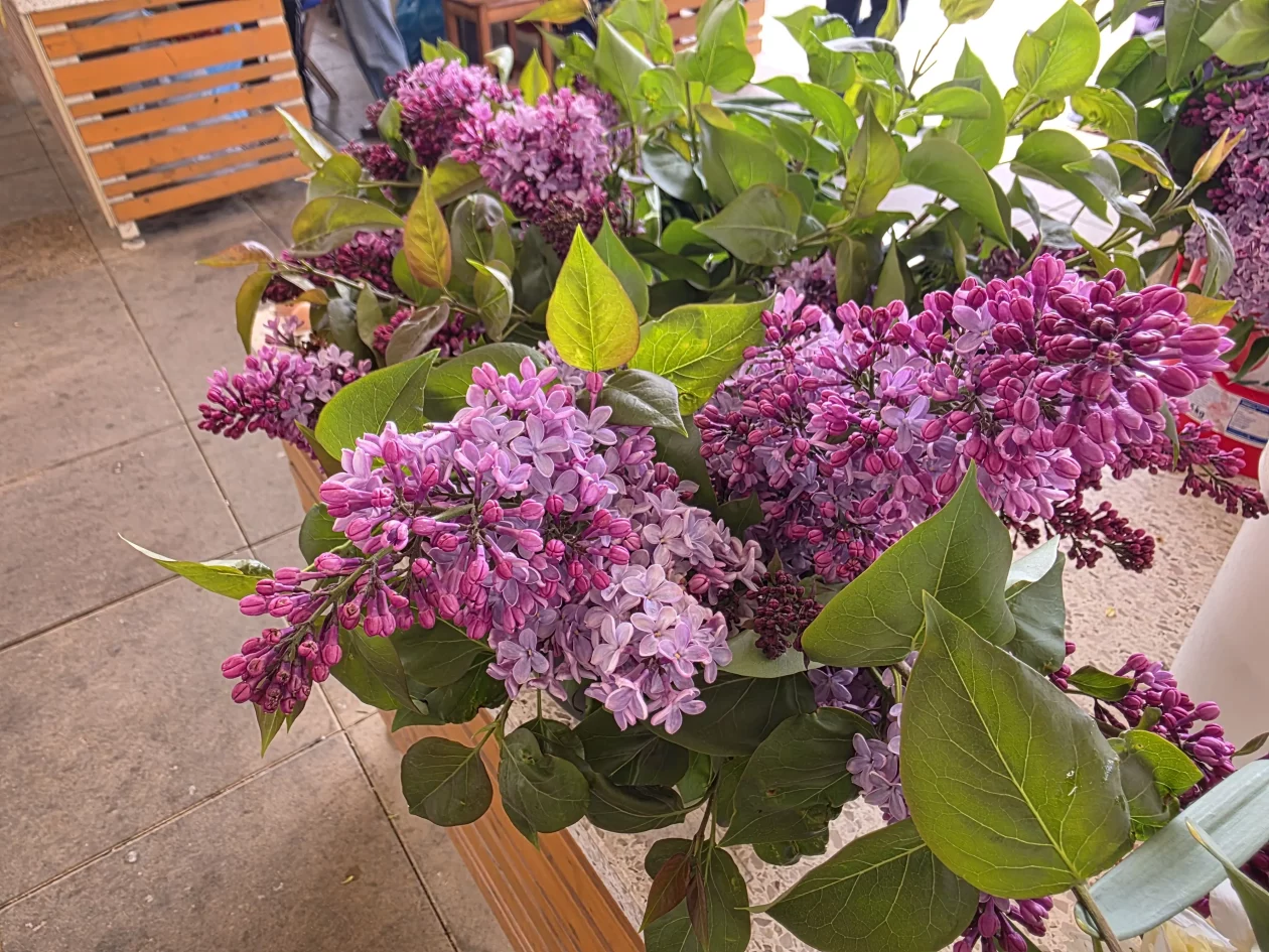 Čakovečki plac 11-4-2026 (60) Čakovečki plac 11-4-2026 (60)