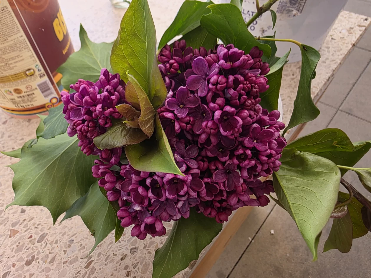 Čakovečki plac 11-4-2026 (65) Čakovečki plac 11-4-2026 (65)