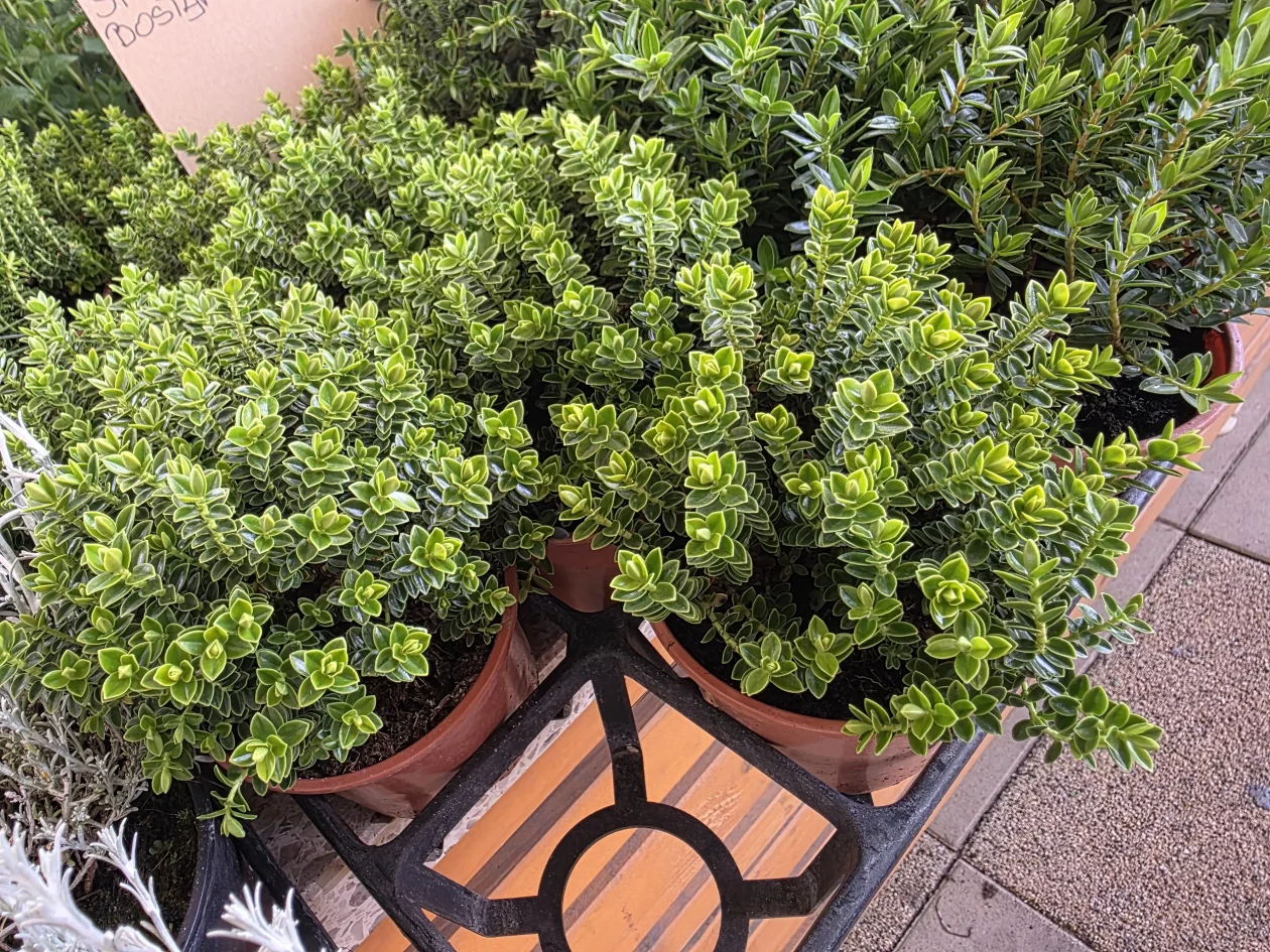 Čakovečki plac 11-4-2026 (70) Čakovečki plac 11-4-2026 (70)