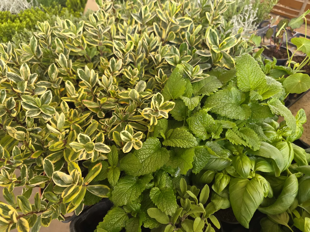 Čakovečki plac 11-4-2026 (71) Čakovečki plac 11-4-2026 (71)