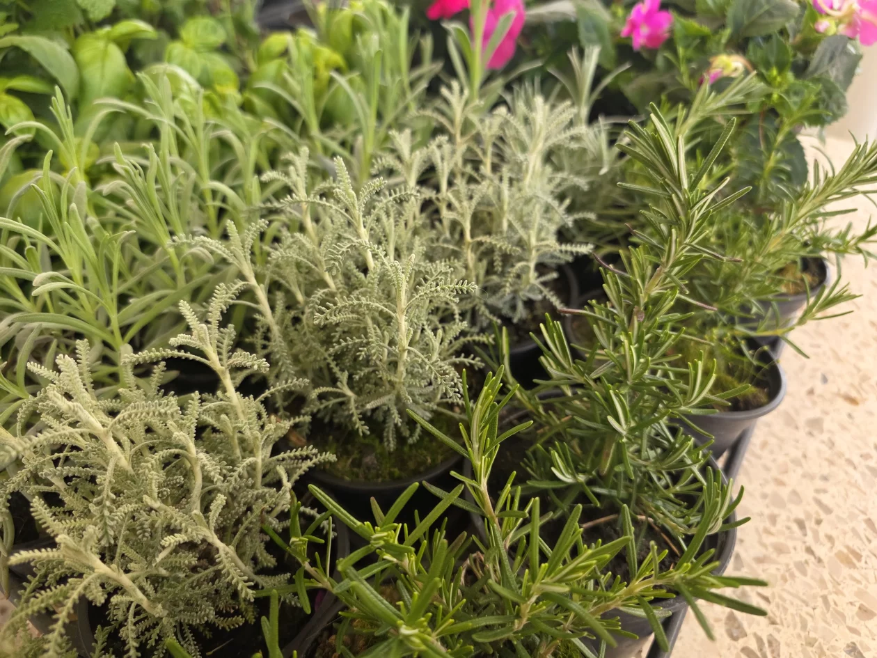 Čakovečki plac 11-4-2026 (72) Čakovečki plac 11-4-2026 (72)