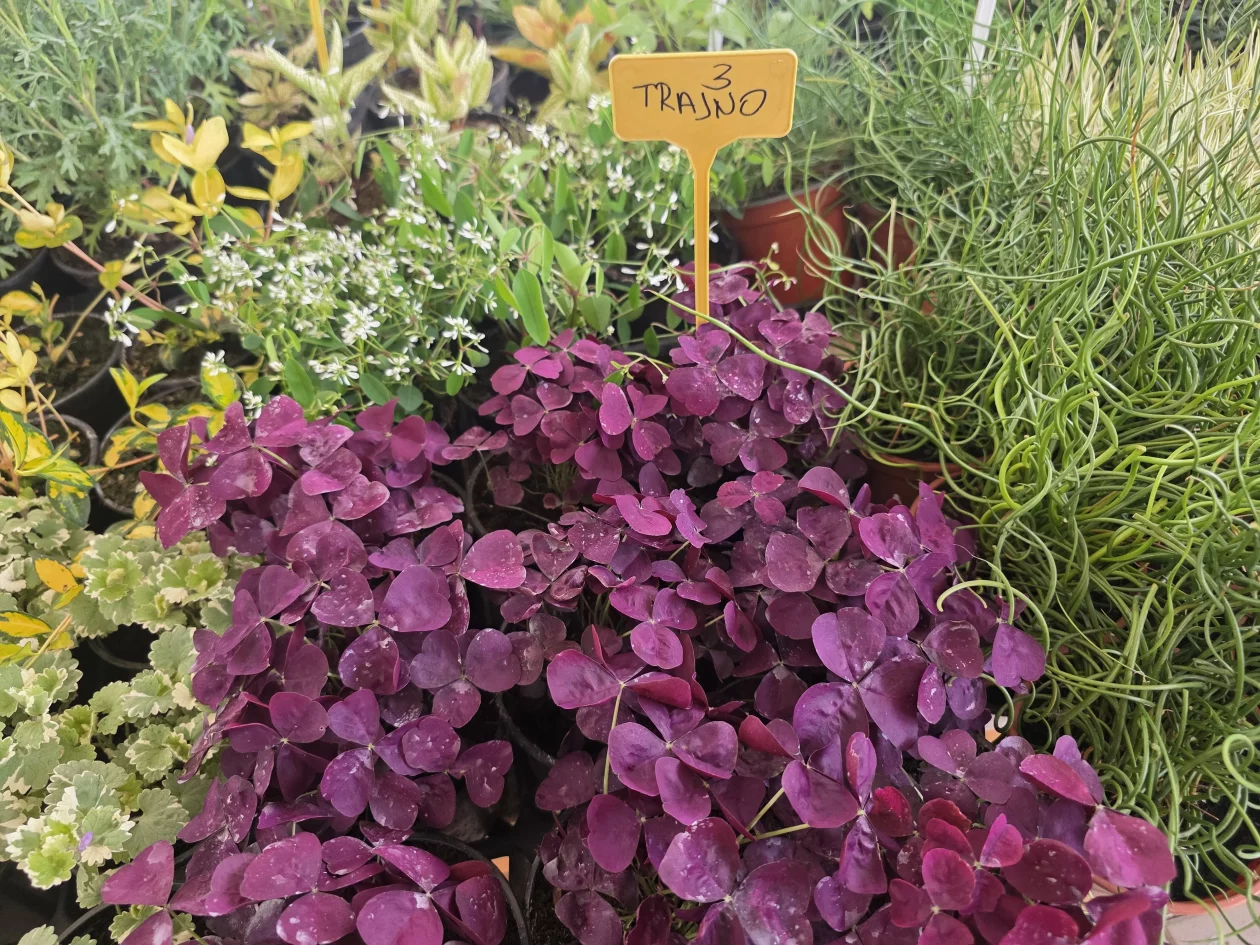 Čakovečki plac 11-4-2026 (73) Čakovečki plac 11-4-2026 (73)