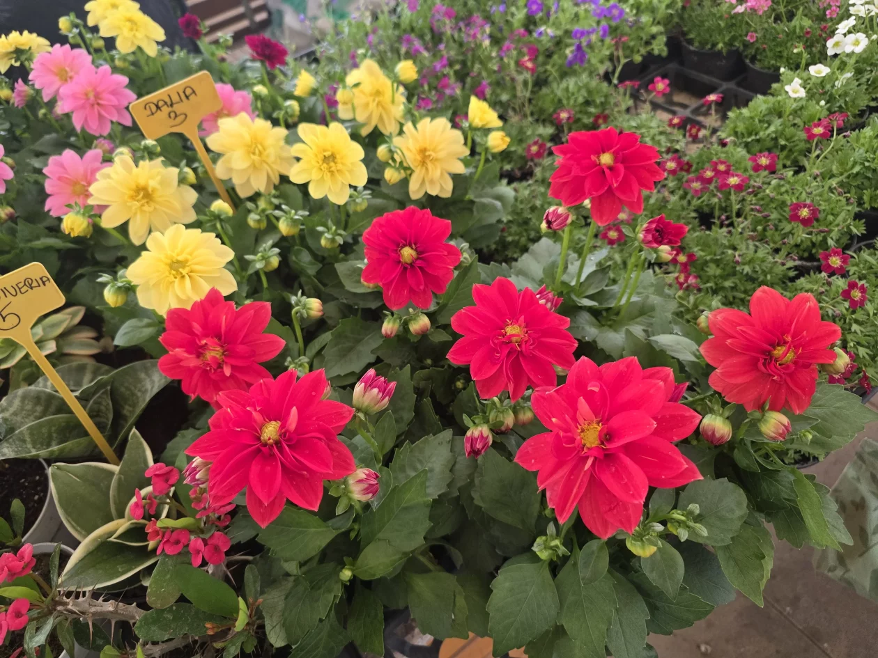 Čakovečki plac 11-4-2026 (76) Čakovečki plac 11-4-2026 (76)