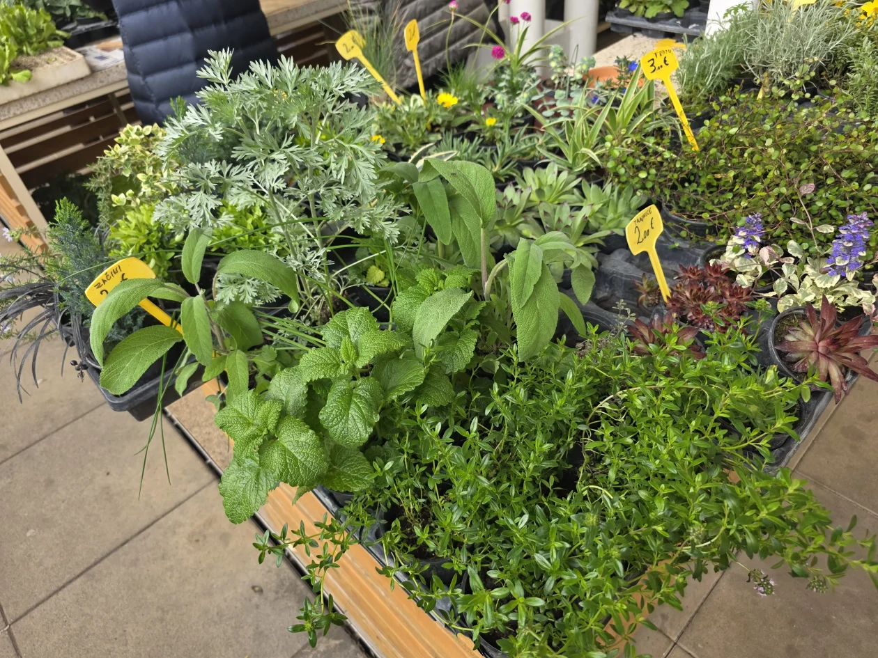 Čakovečki plac 11-4-2026 (79) Čakovečki plac 11-4-2026 (79)