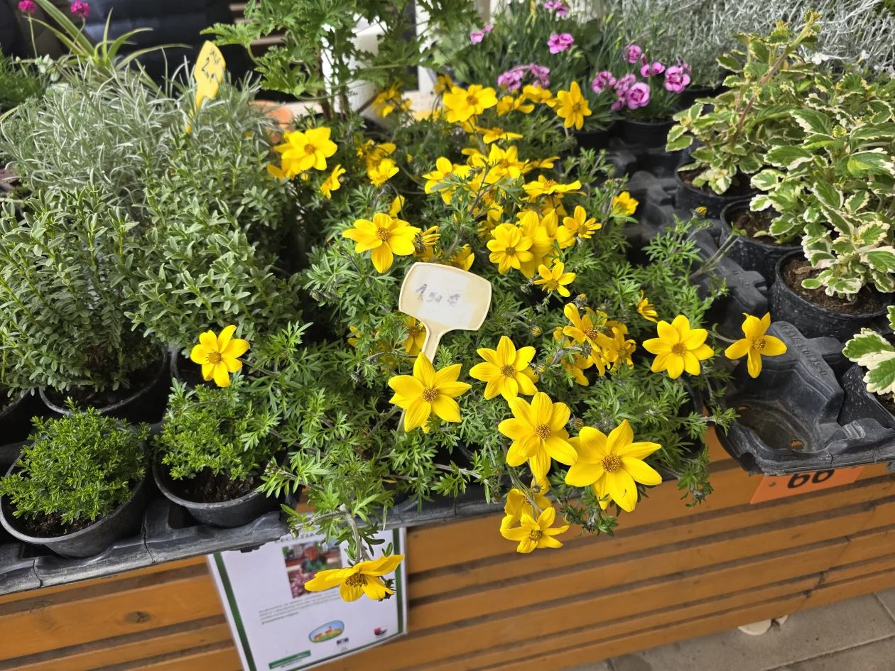 Čakovečki plac 11-4-2026 (80) Čakovečki plac 11-4-2026 (80)