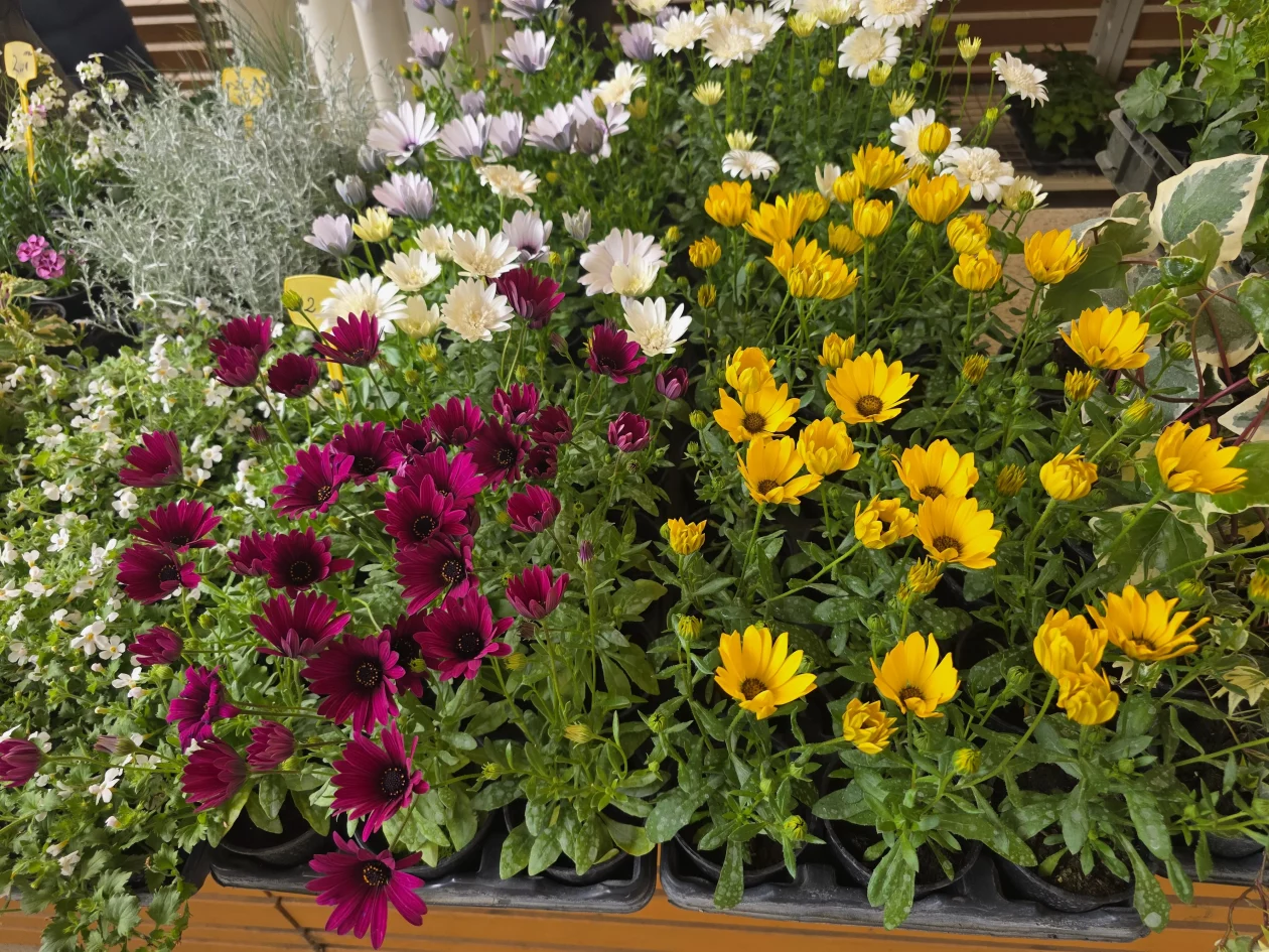 Čakovečki plac 11-4-2026 (81) Čakovečki plac 11-4-2026 (81)