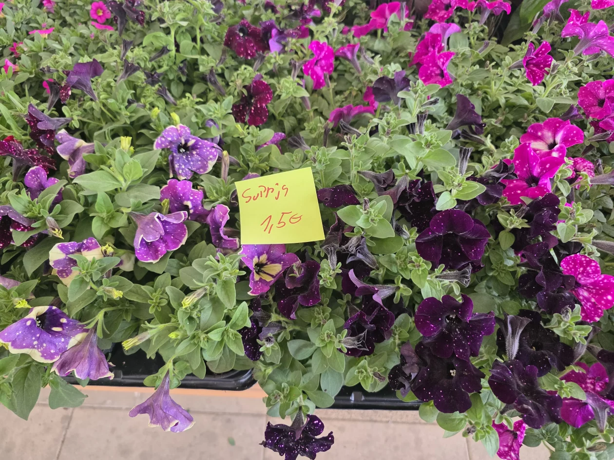 Čakovečki plac 11-4-2026 (85) Čakovečki plac 11-4-2026 (85)