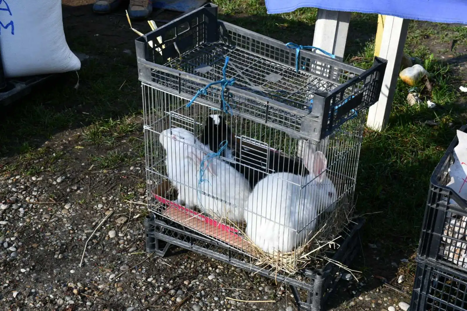 Čakovečki plac 13. ožujka (10) Čakovečki plac 13. ožujka (10)