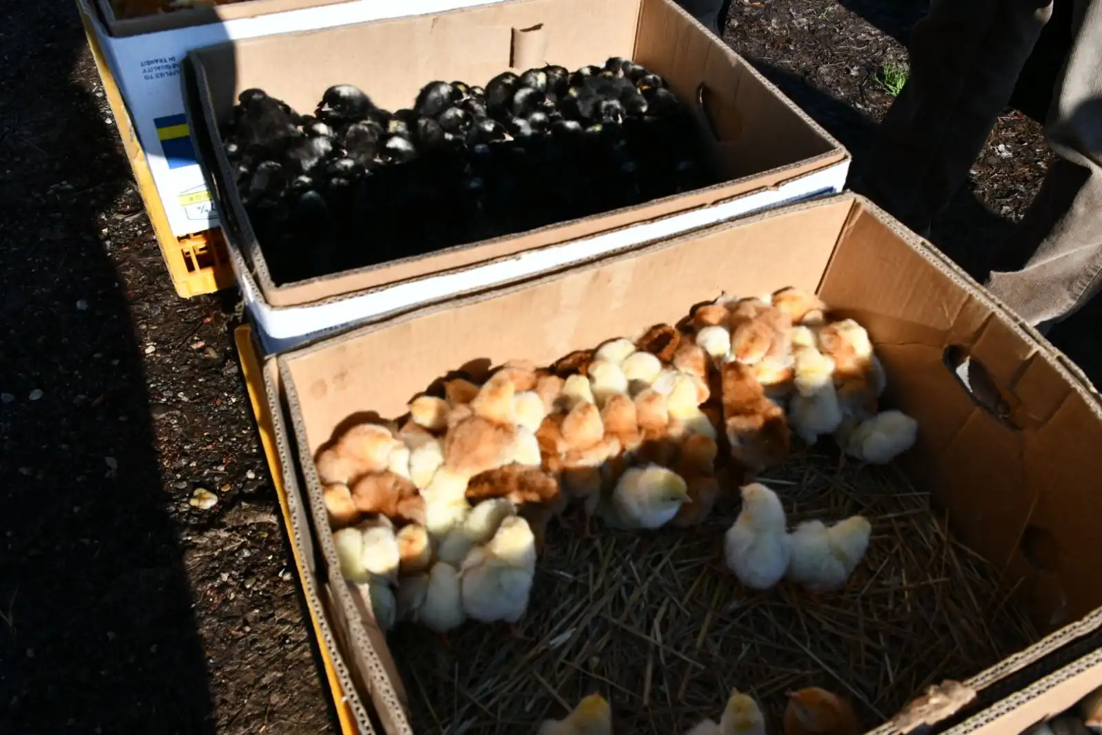 Čakovečki plac 13. ožujka (26) Čakovečki plac 13. ožujka (26)