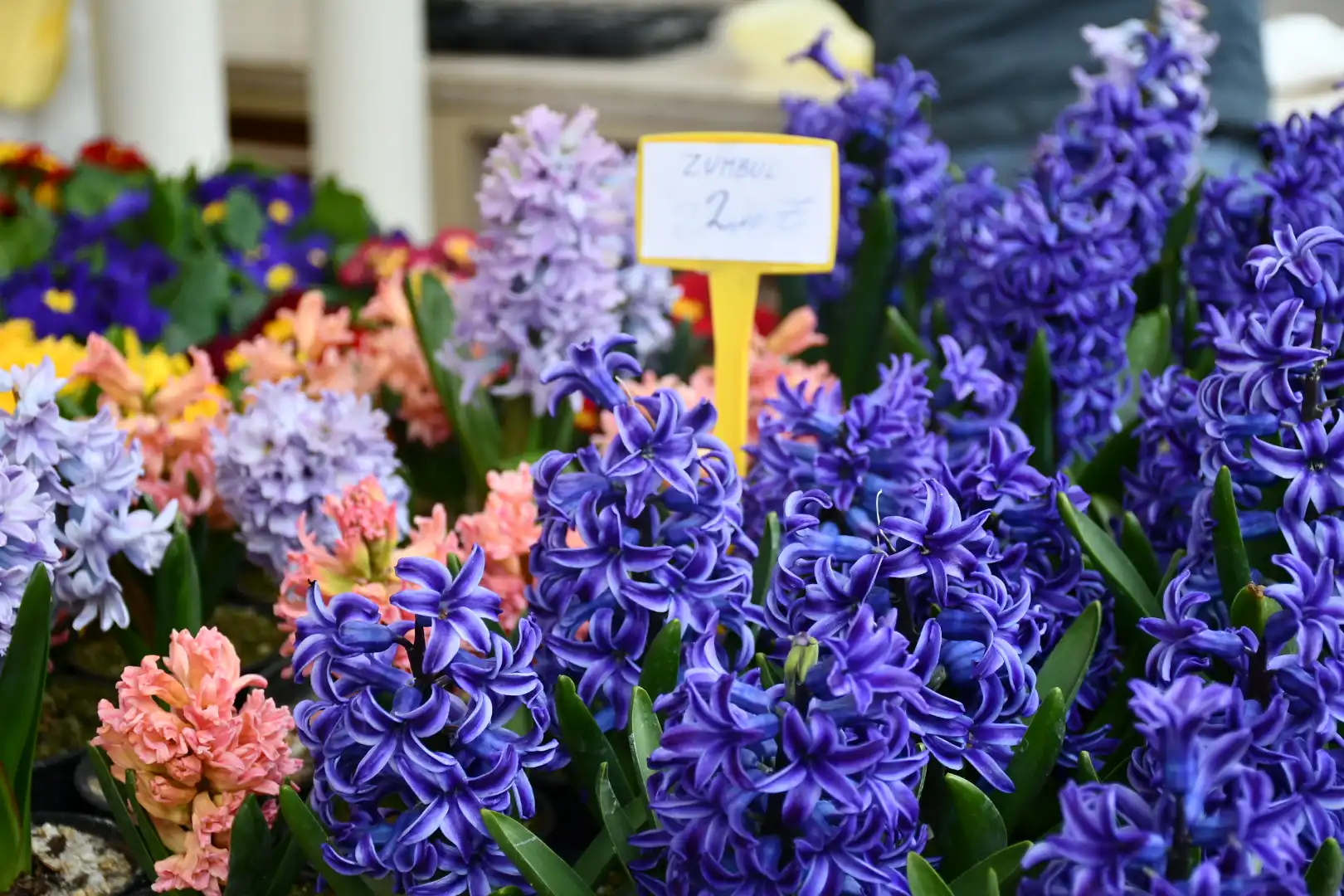 Čakovečki plac (26) Čakovečki plac (26)