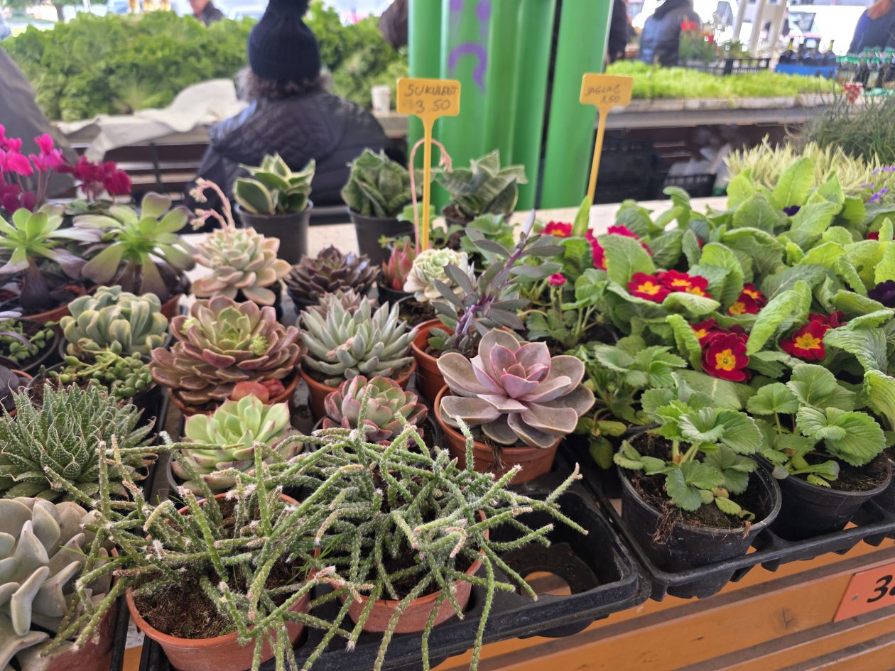 Čakovečki plac 4-4-2026 (35)