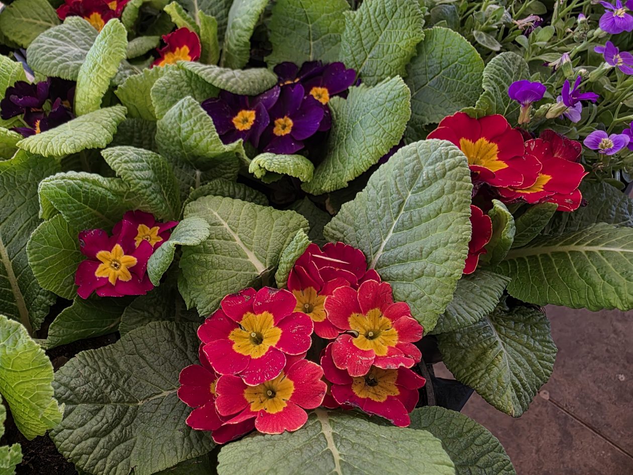 Čakovečki plac 4-4-2026 (36)