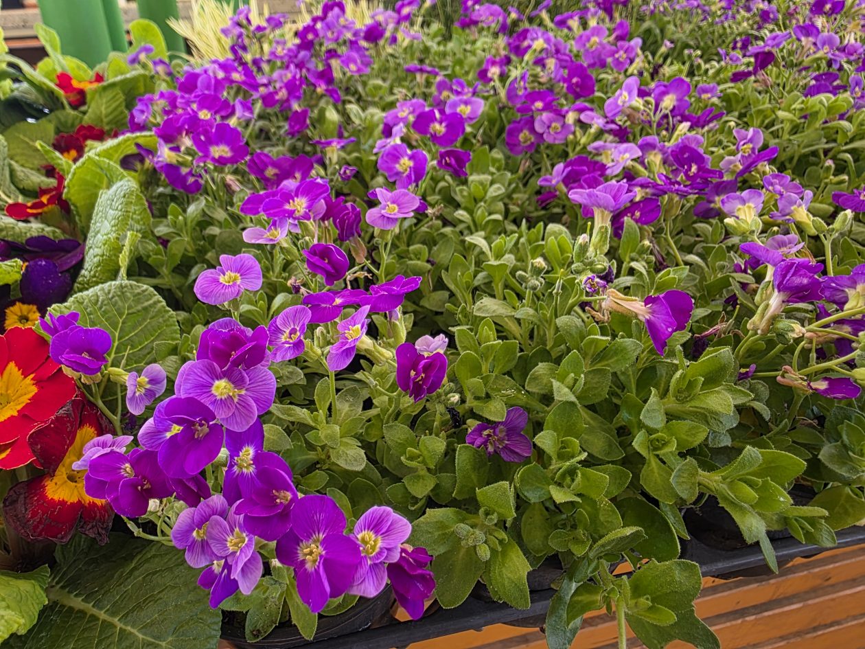 Čakovečki plac 4-4-2026 (37)