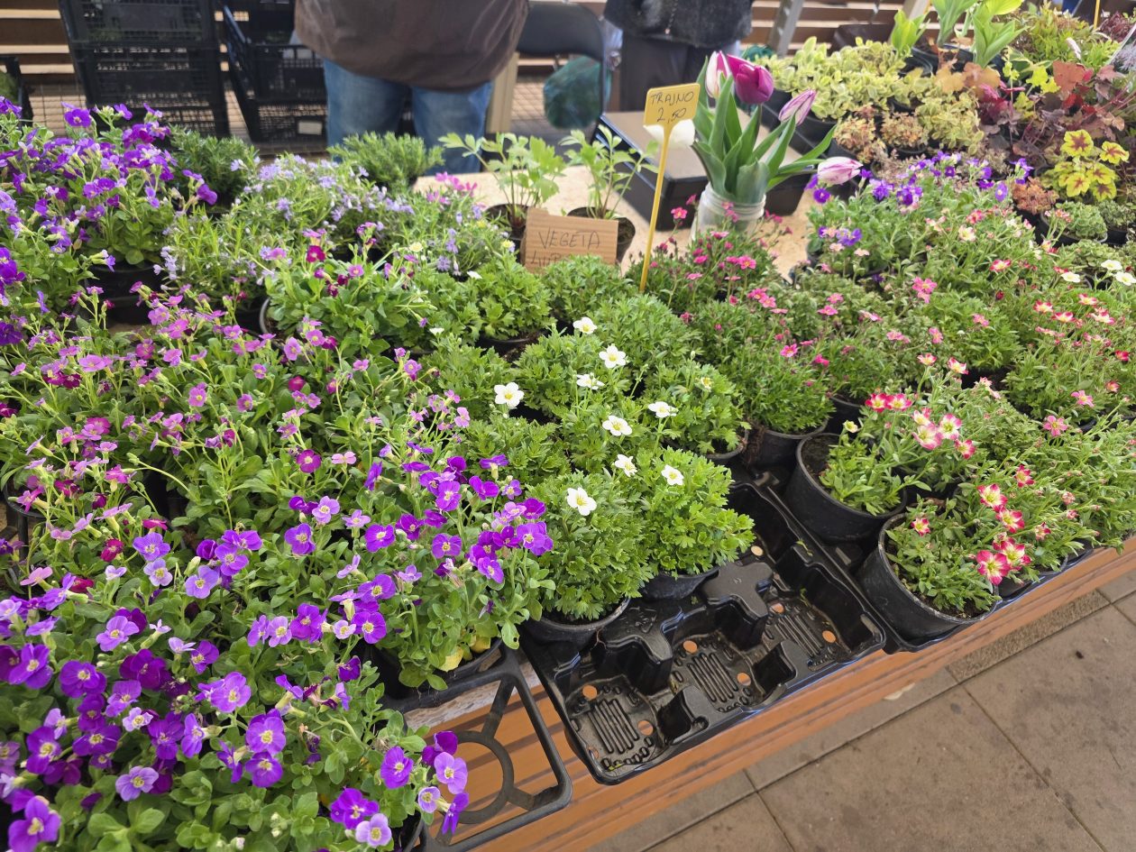 Čakovečki plac 4-4-2026 (38)