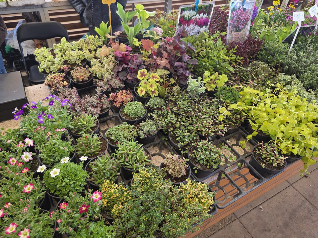 Čakovečki plac 4-4-2026 (39)