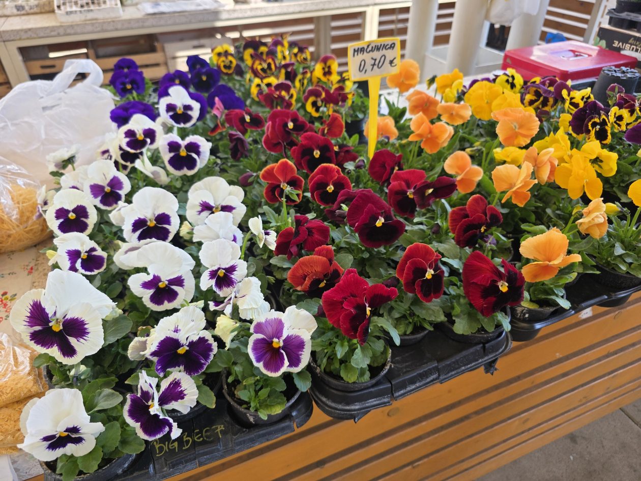 Čakovečki plac 4-4-2026 (56)