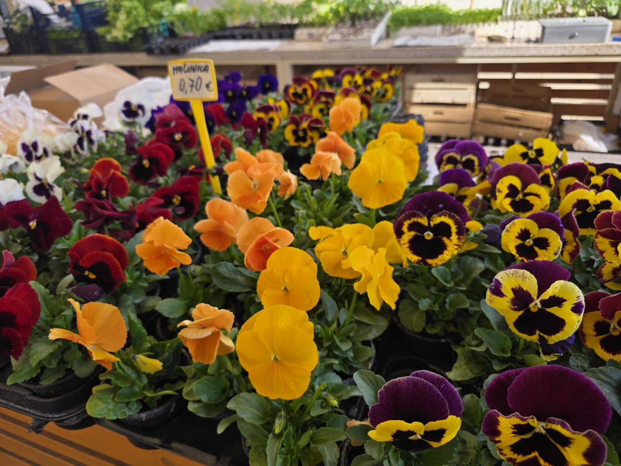 Čakovečki plac 4-4-2026 (57)