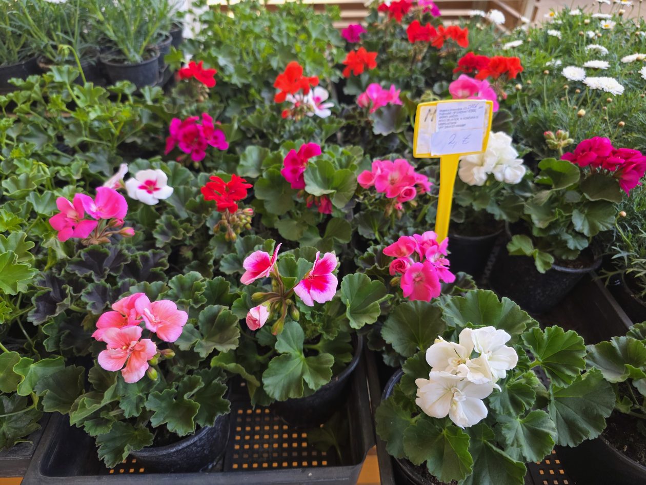 Čakovečki plac 4-4-2026 (58)