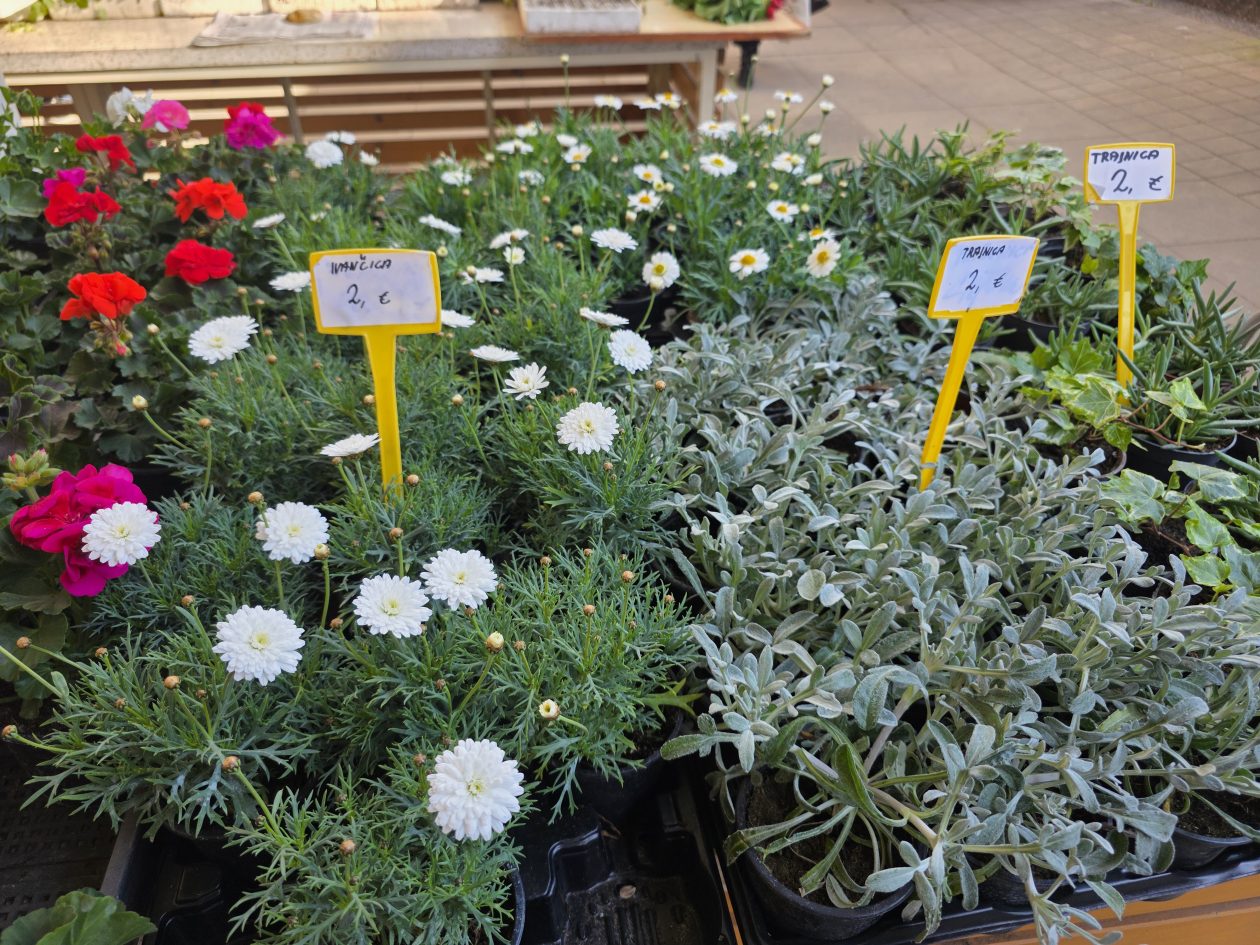 Čakovečki plac 4-4-2026 (59)