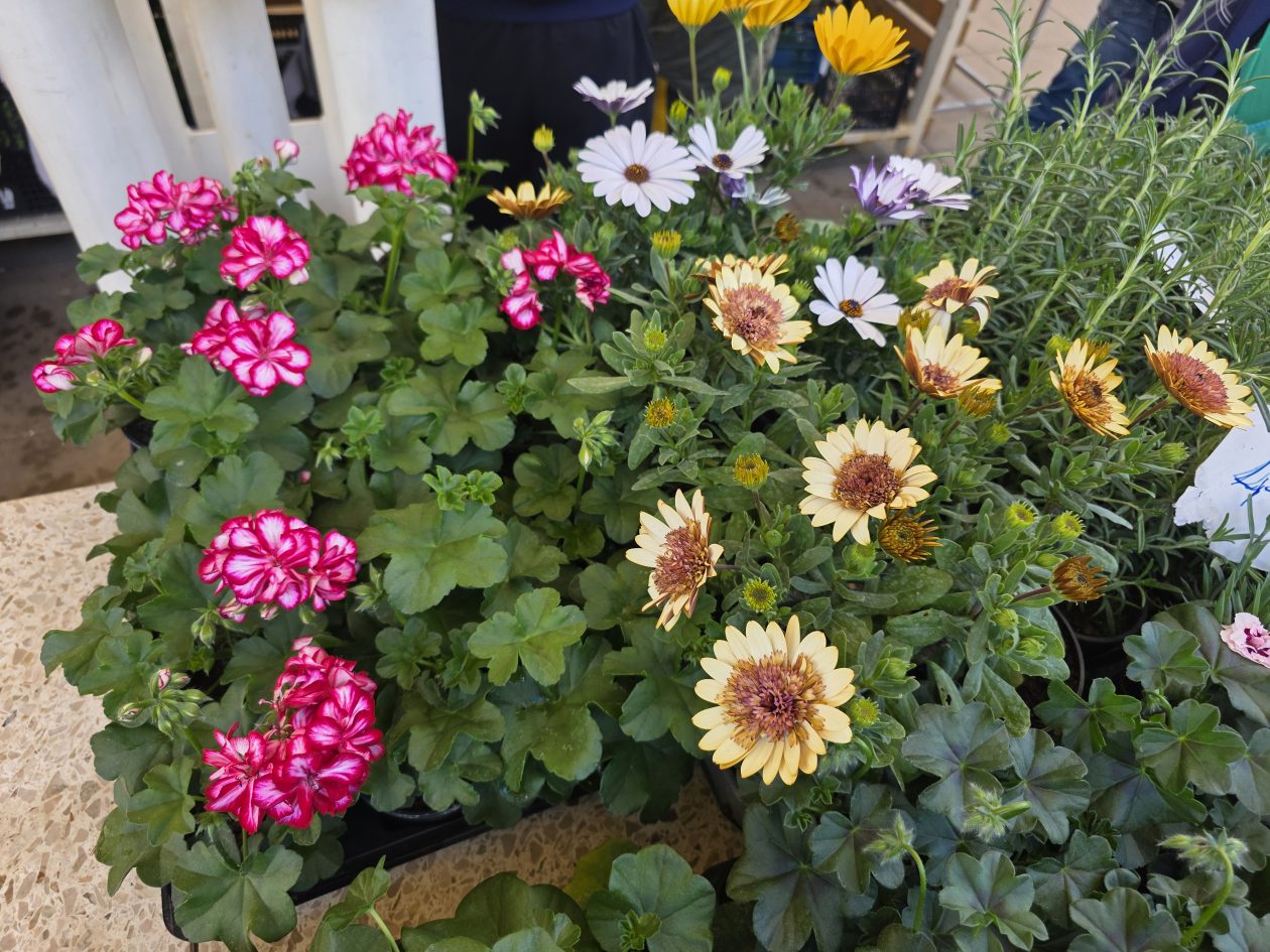 Čakovečki plac 4-4-2026 (71)