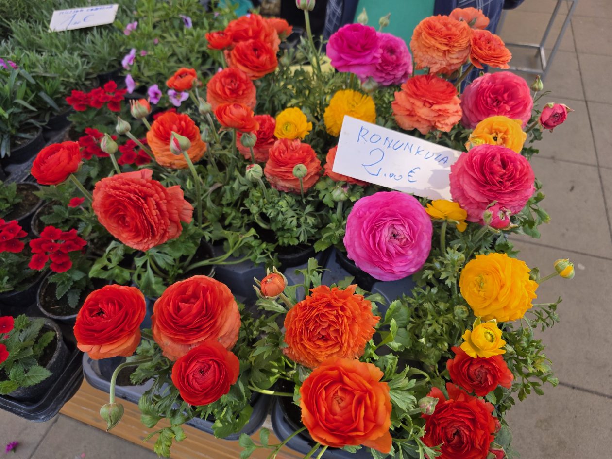 Čakovečki plac 4-4-2026 (73)