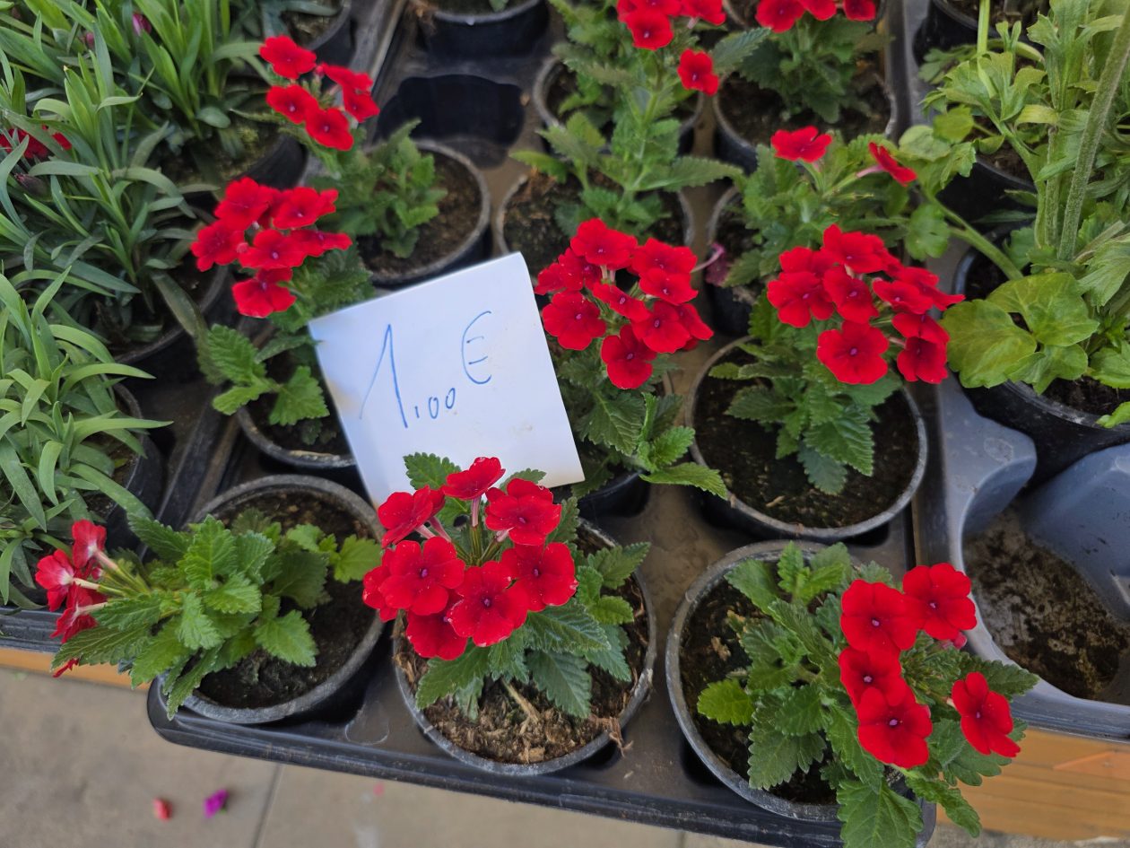 Čakovečki plac 4-4-2026 (74)