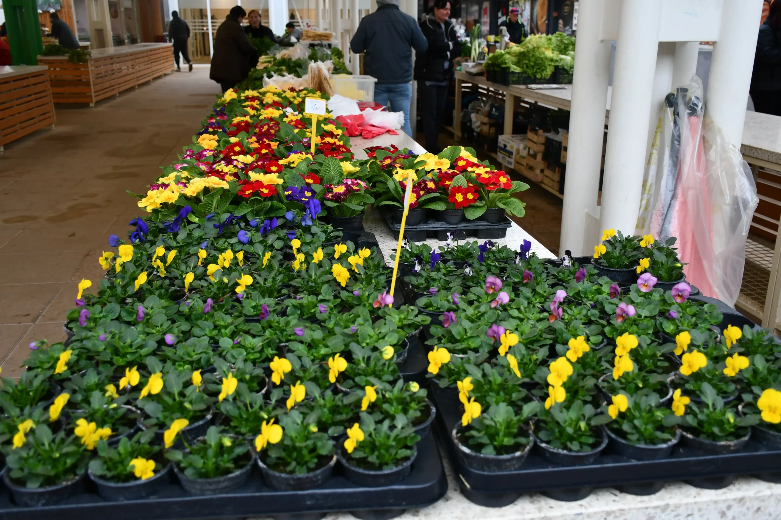 Čakovečki plac (7) Čakovečki plac (7)