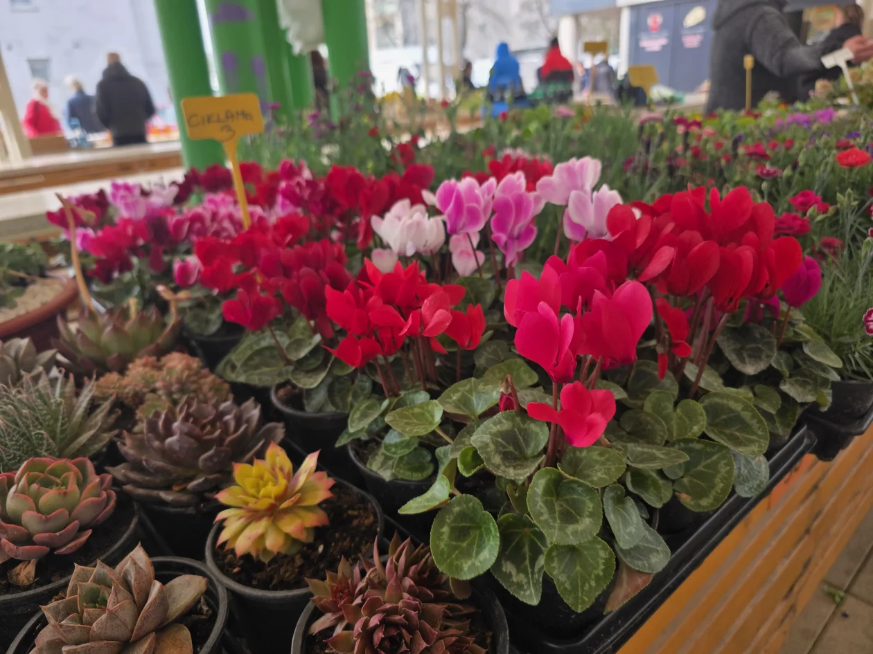 Čakovečki plac tržnica 18-3-2026 (13)