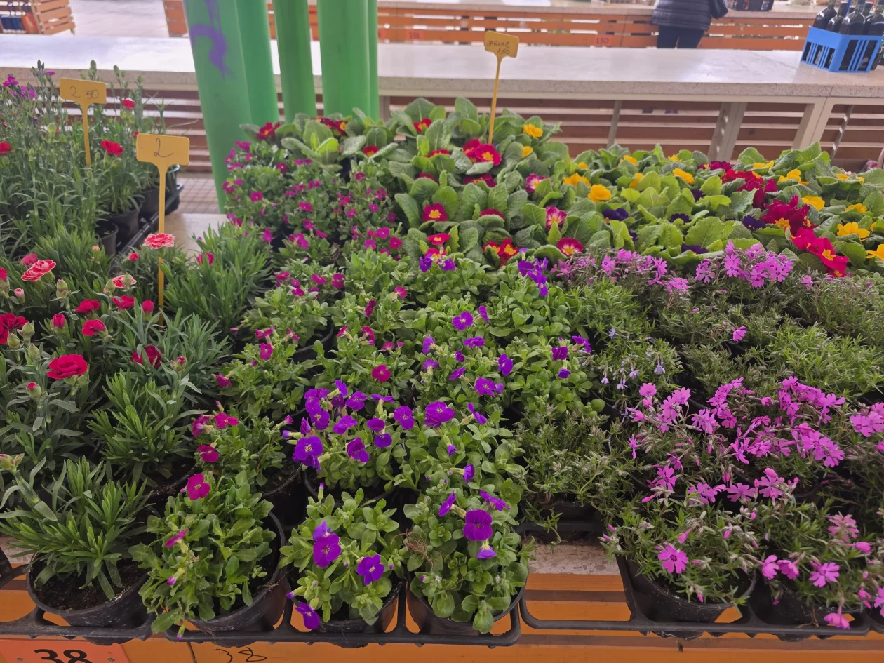 Čakovečki plac tržnica 18-3-2026 (16)