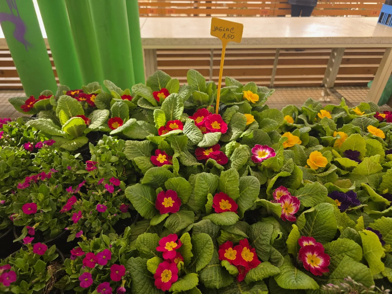 Čakovečki plac tržnica 18-3-2026 (17)