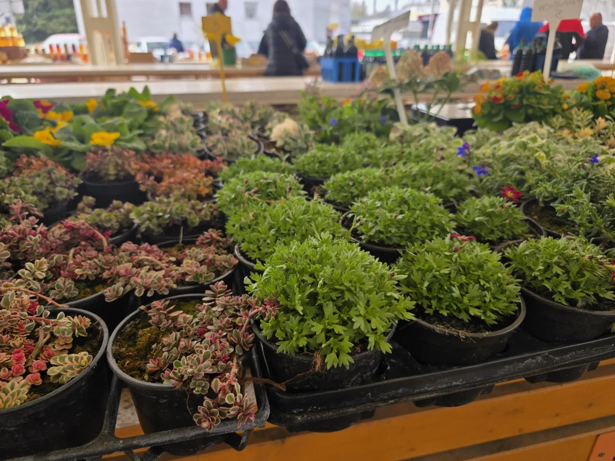 Čakovečki plac tržnica 18-3-2026 (18)