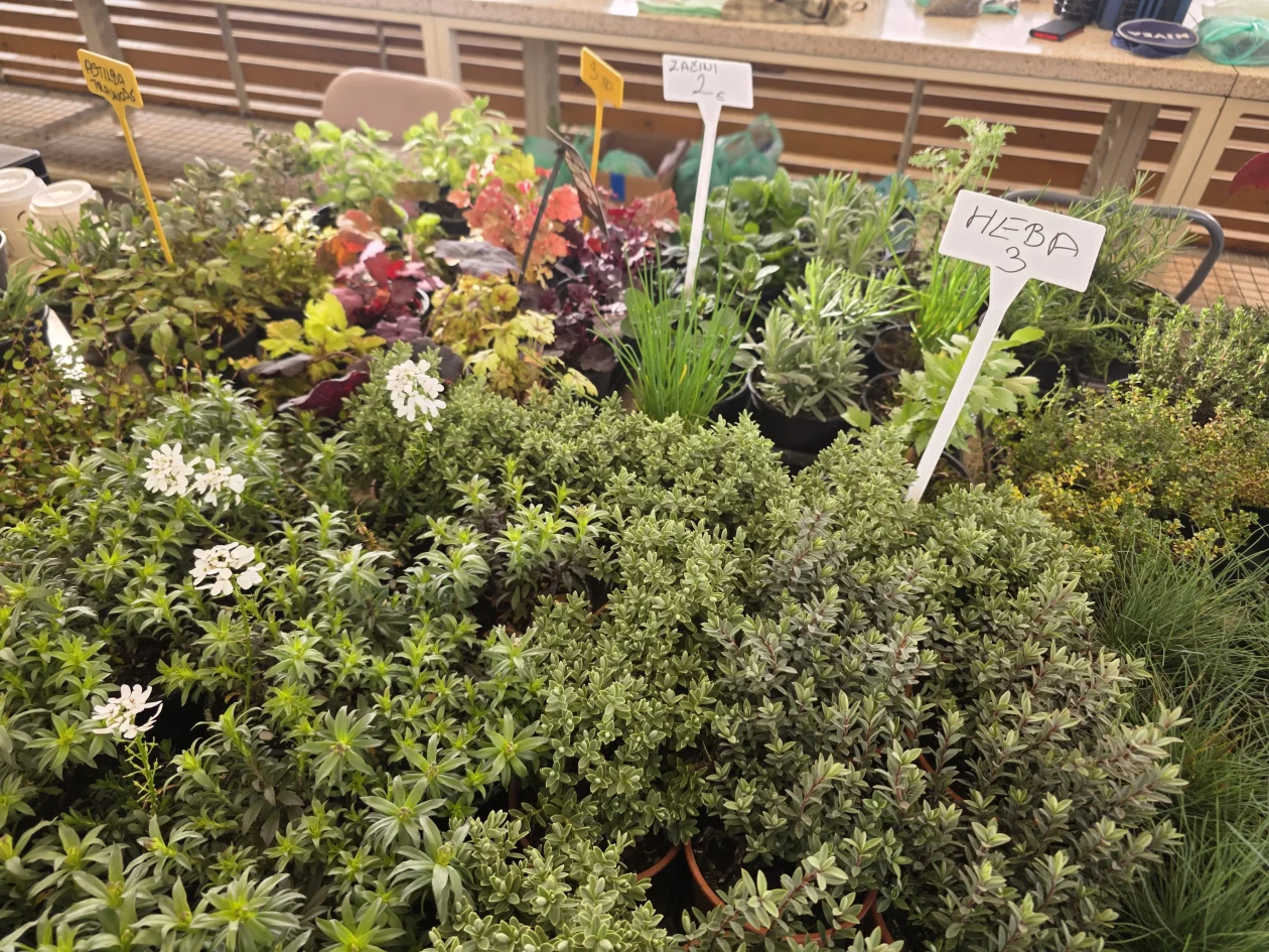 Čakovečki plac tržnica 18-3-2026 (21)