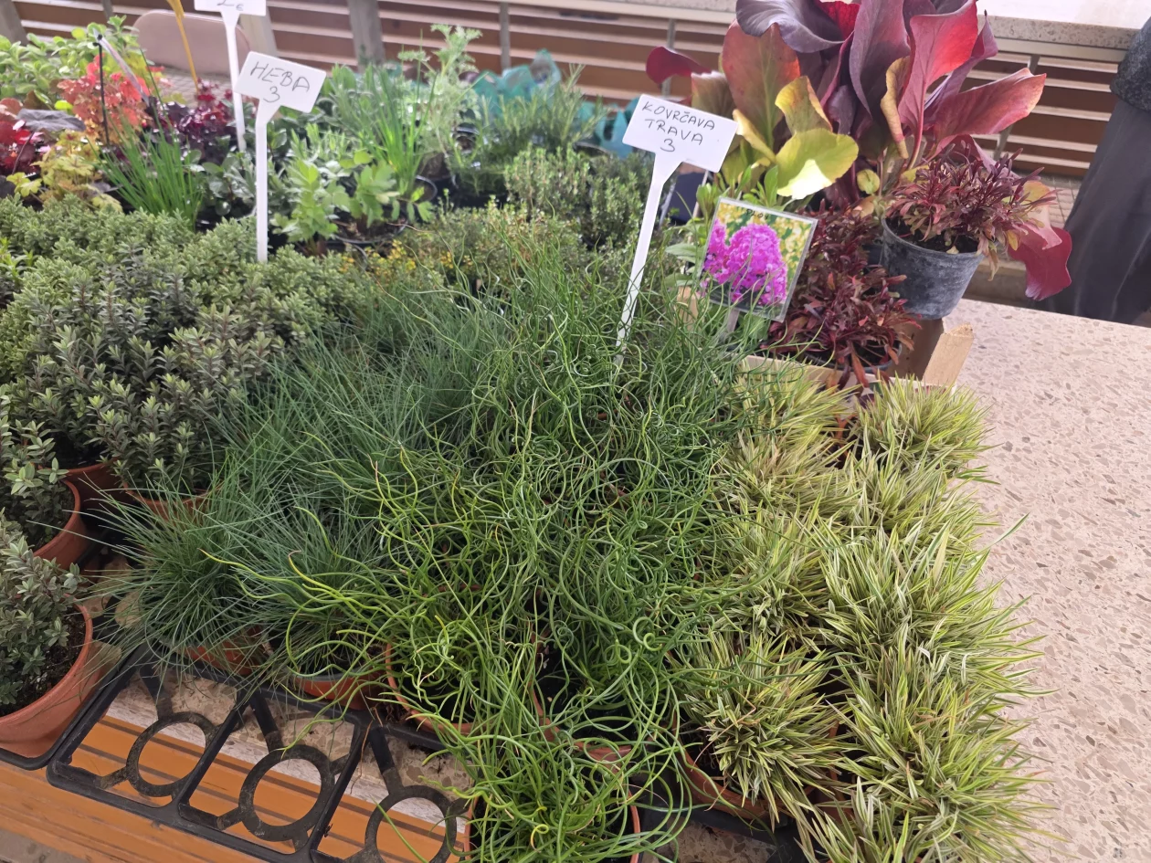 Čakovečki plac tržnica 18-3-2026 (22)