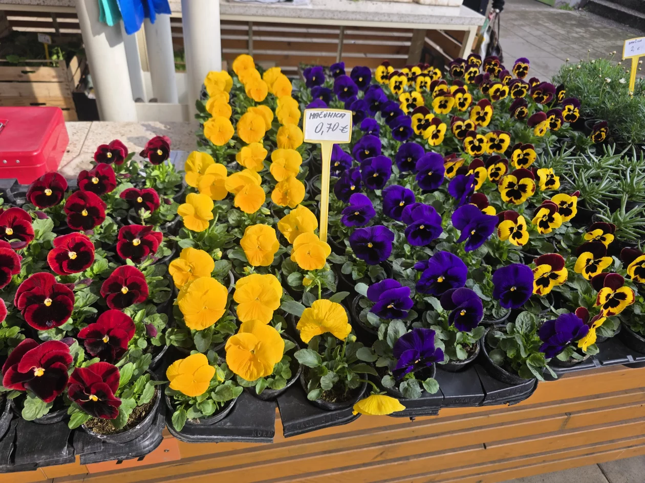 Čakovečki plac tržnica 18-3-2026 (54)