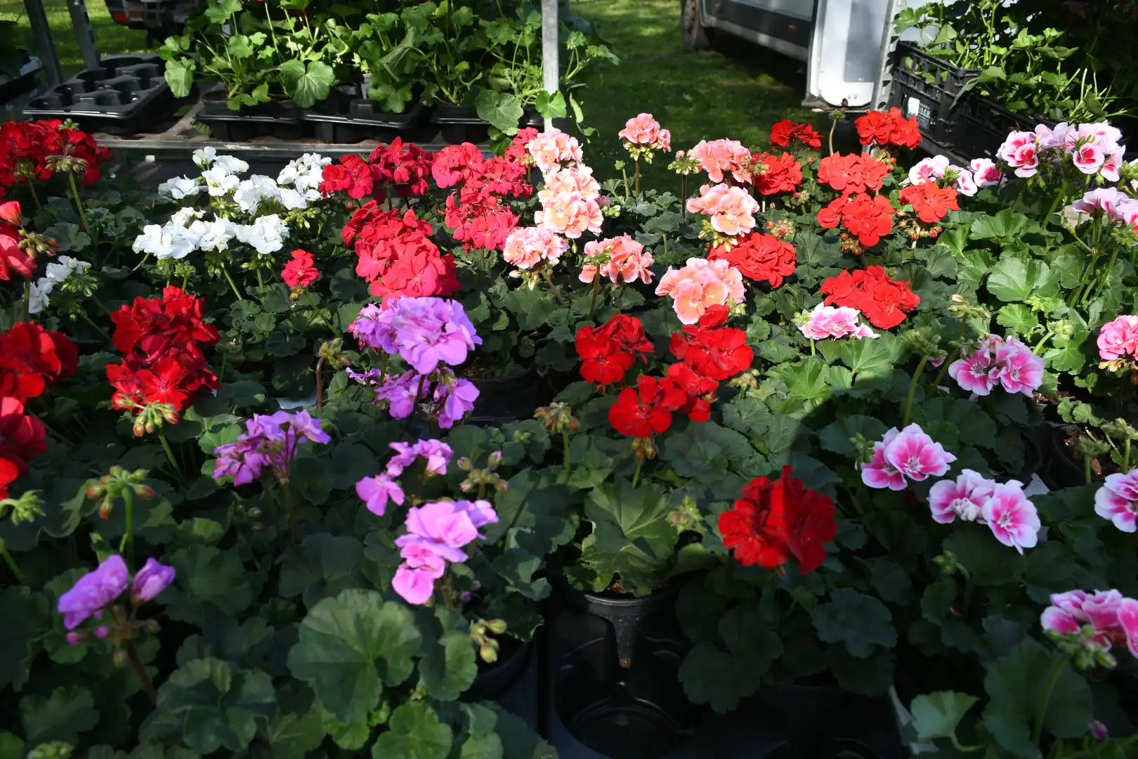 Čakovečki sajam 10. travnja (17) Čakovečki sajam 10. travnja (17)