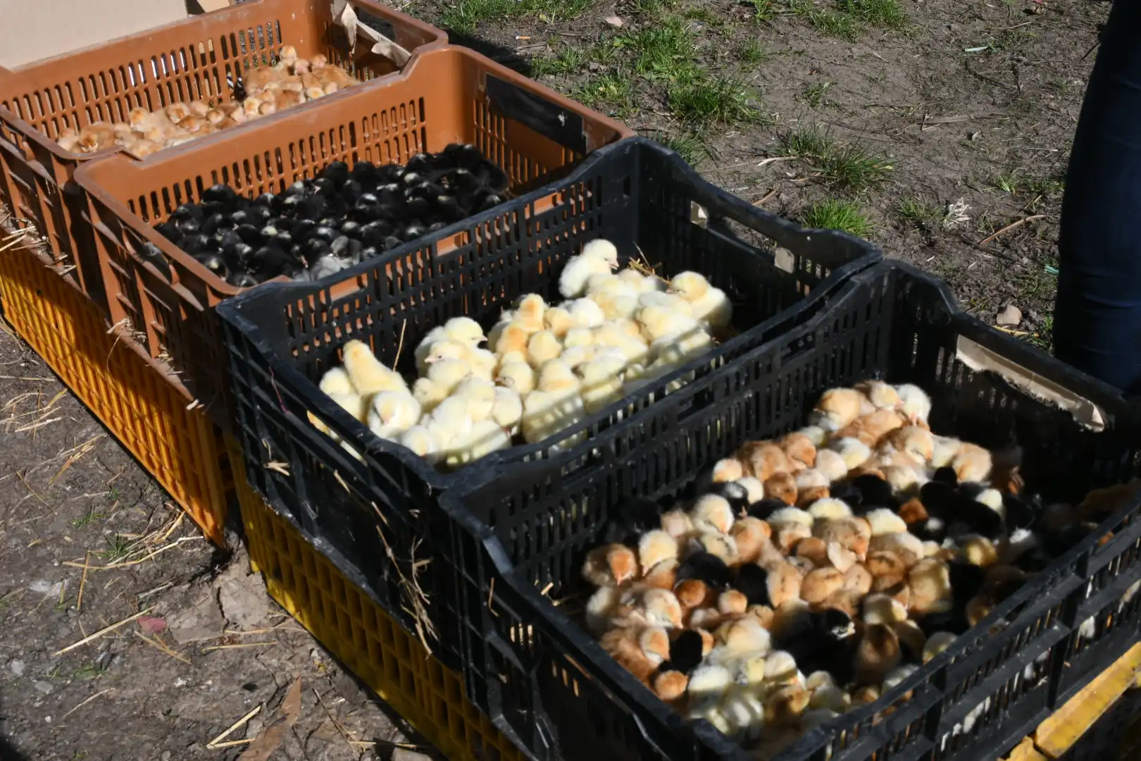 Čakovečki sajam 10. travnja (3) Čakovečki sajam 10. travnja (3)