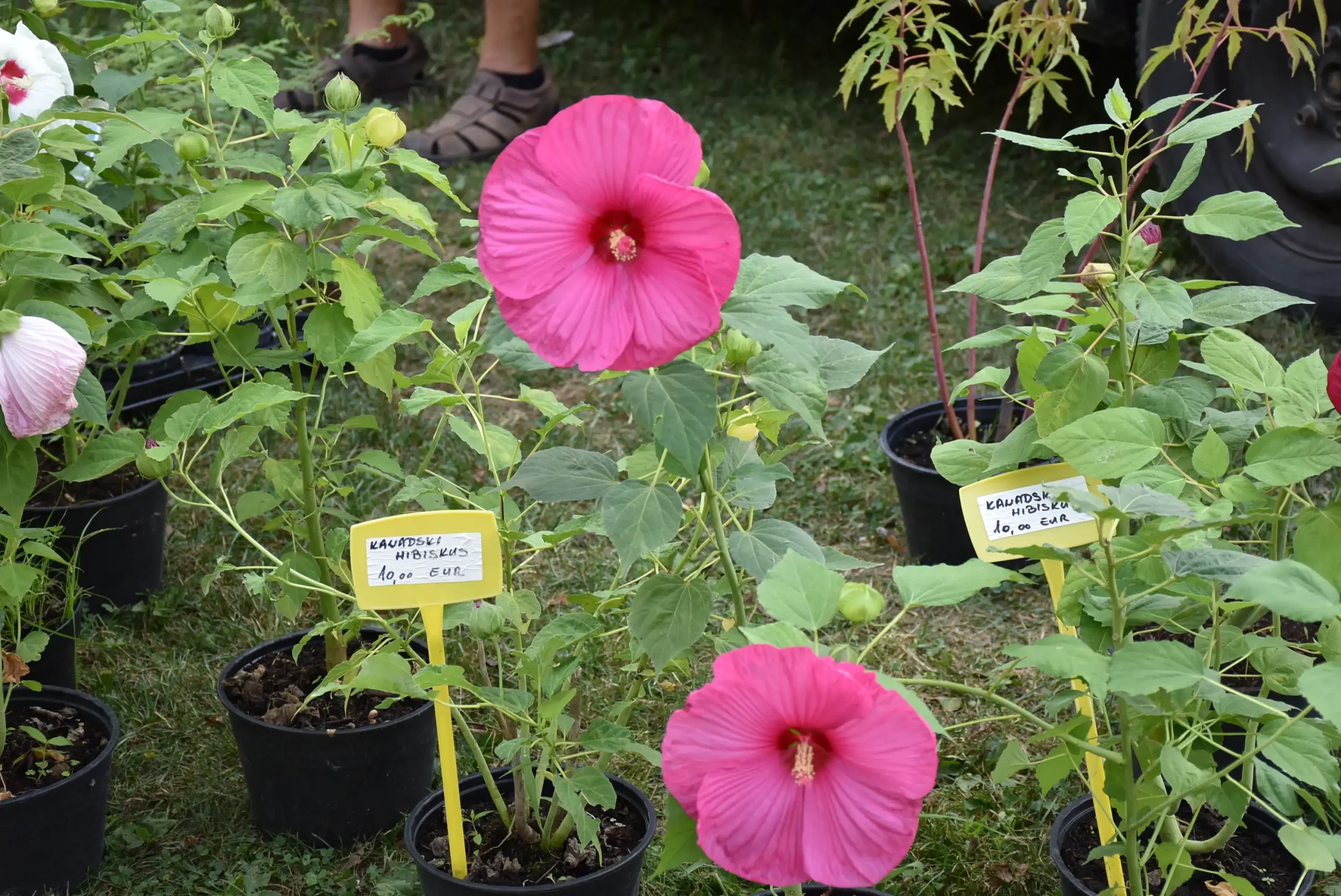 Čakovečki sajam 14 (25) Čakovečki sajam 14 (25)