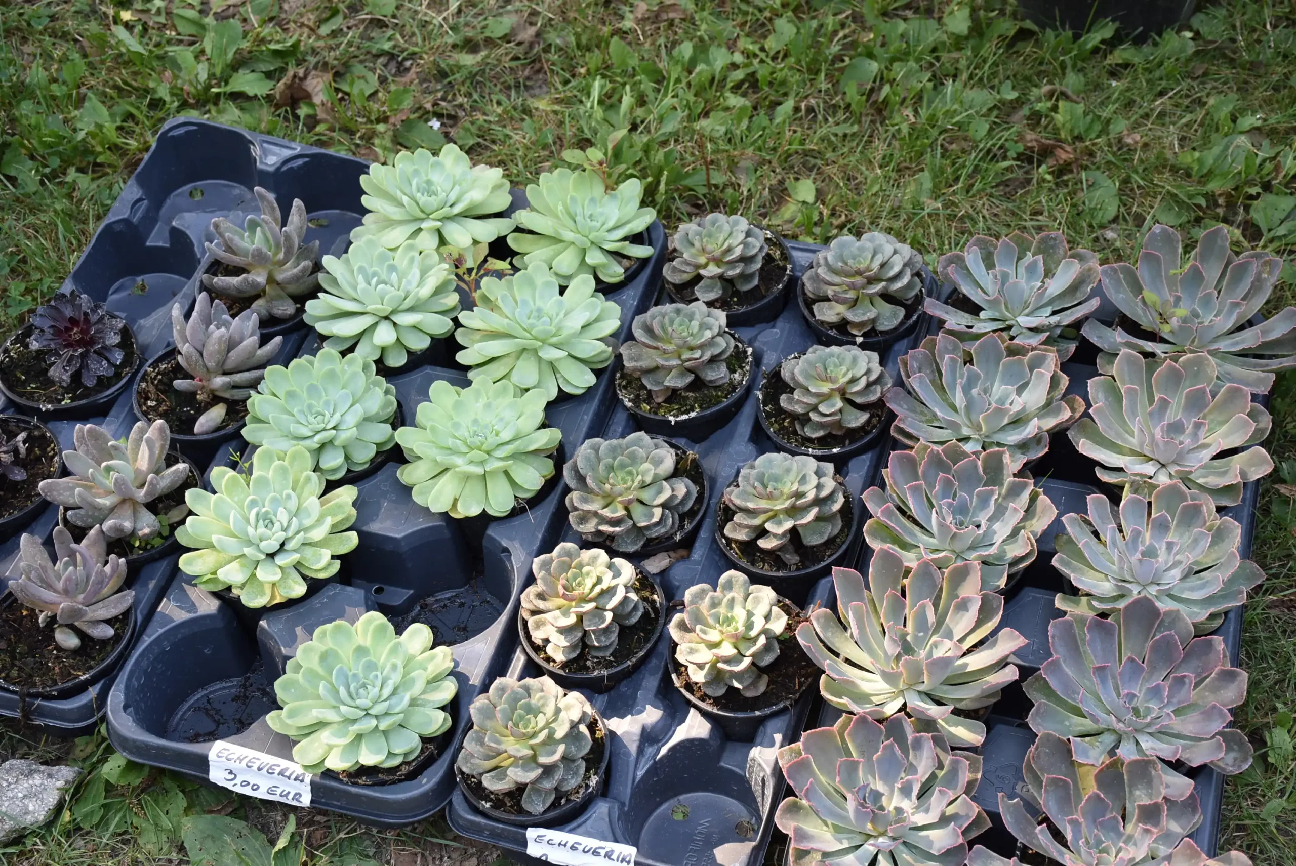 Čakovečki sajam 14 (26) Čakovečki sajam 14 (26)