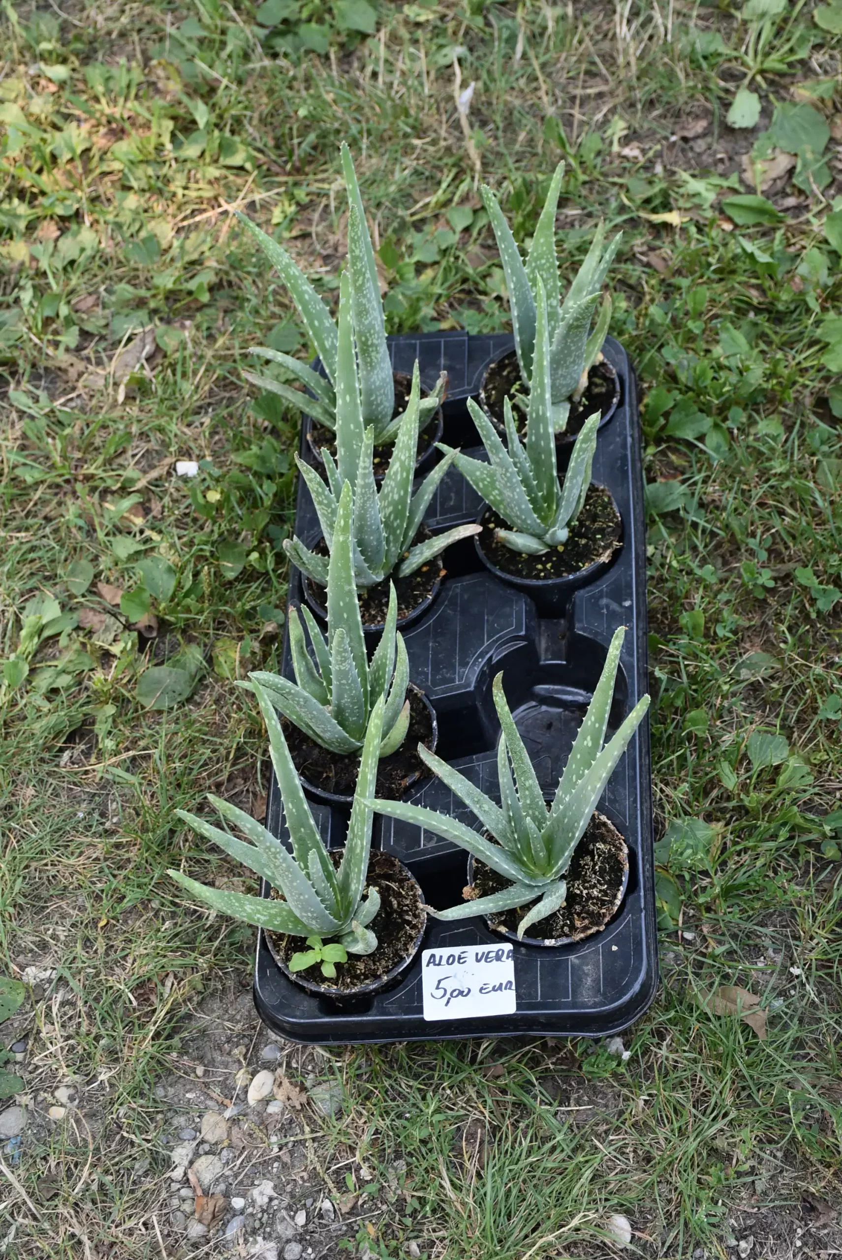 Čakovečki sajam 14 (27) Čakovečki sajam 14 (27)