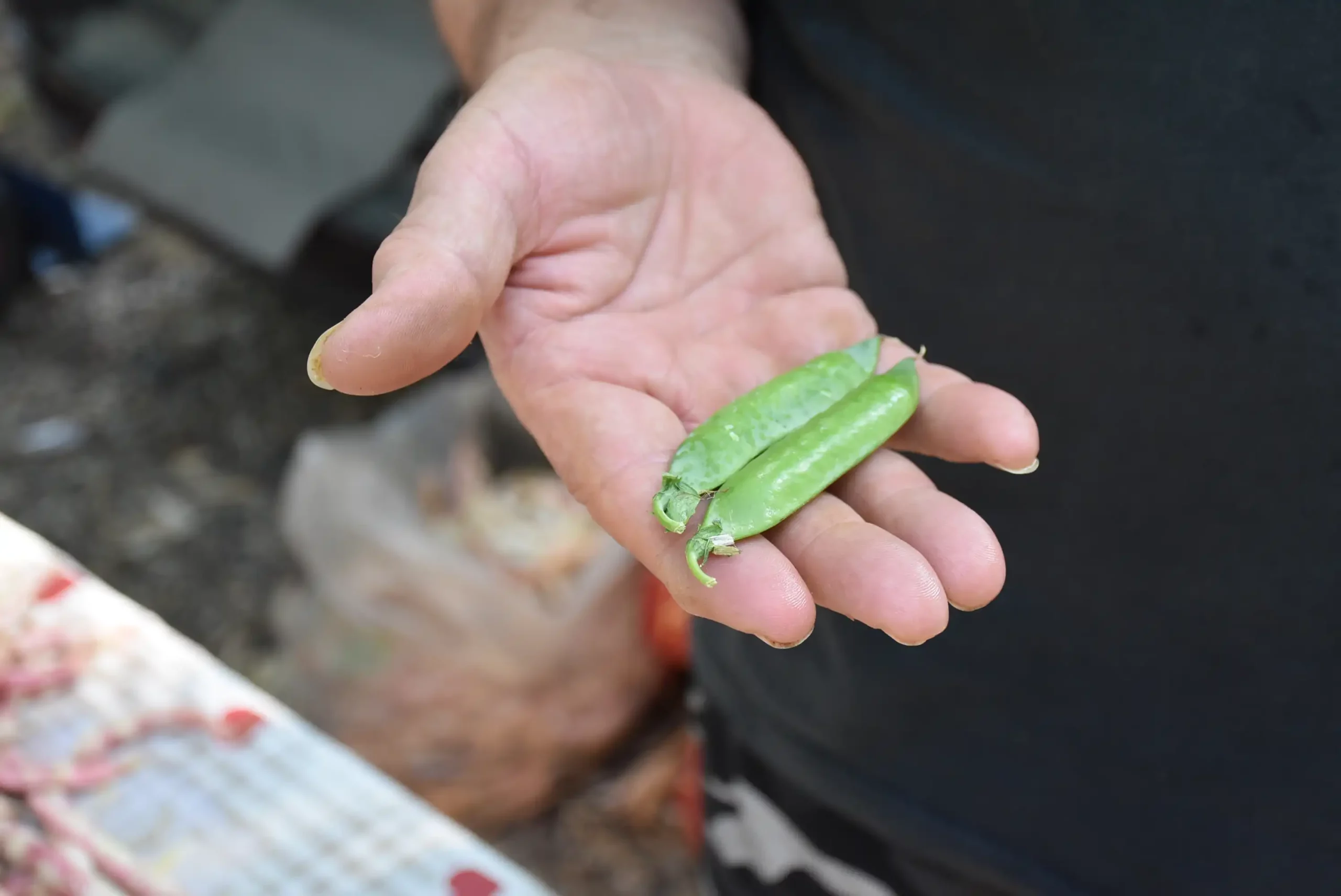 Čakovečki sajam 14 (54) Čakovečki sajam 14 (54)