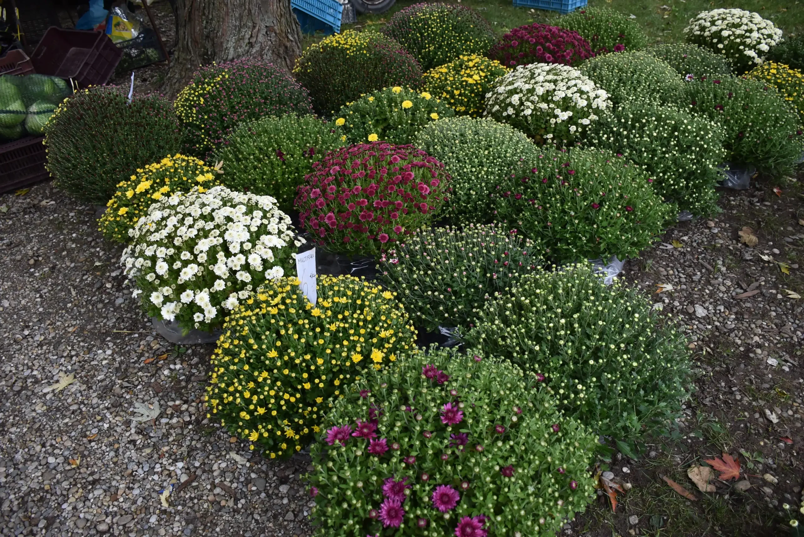 Čakovečki sajam 16.10.2024. (16)