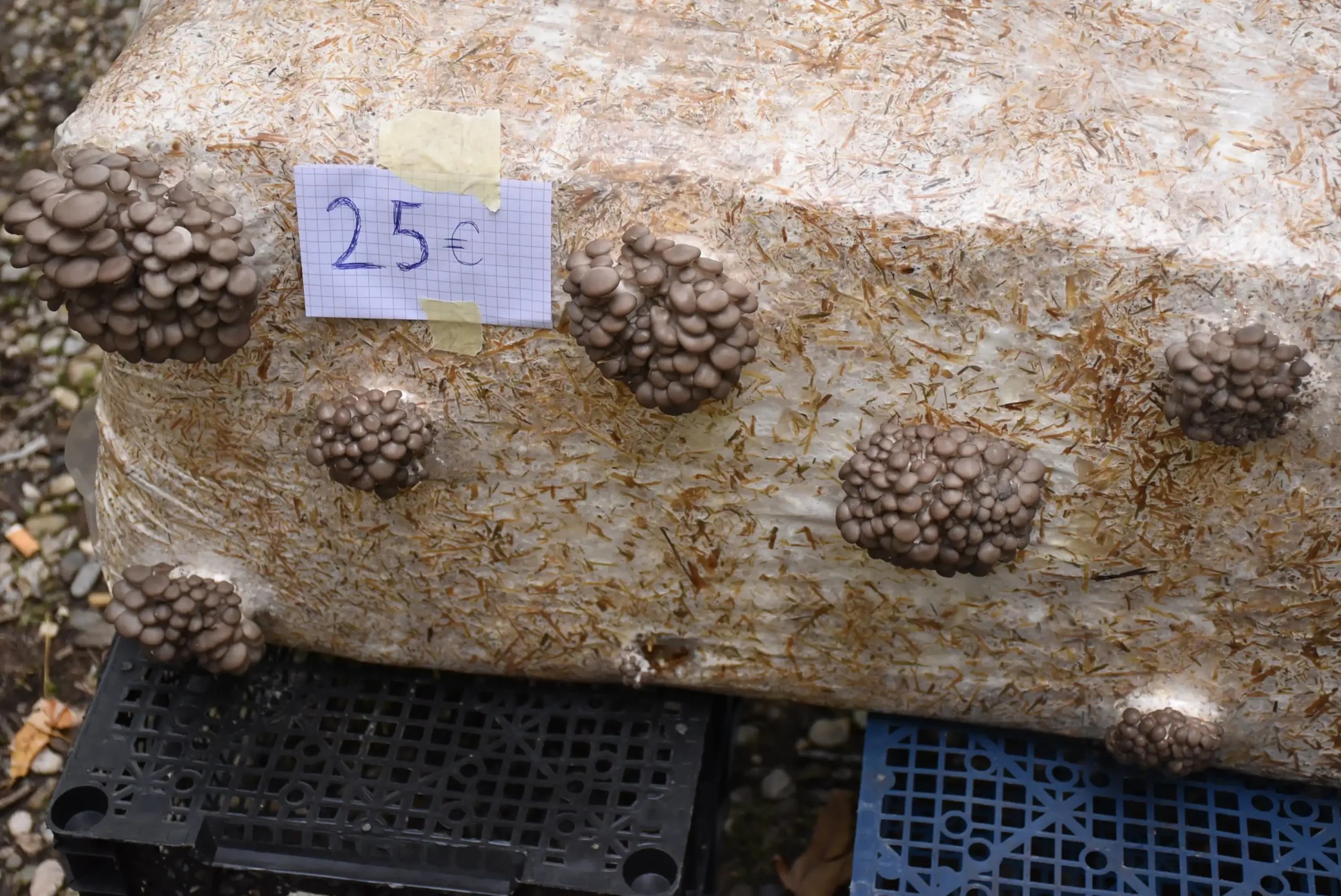 Čakovečki sajam 16.10.2024. (26)