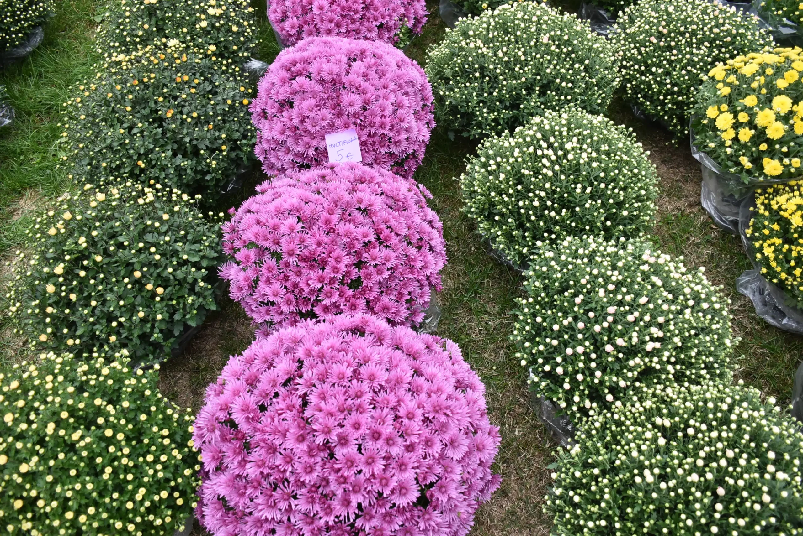 Čakovečki sajam 16.10.2024. (47)